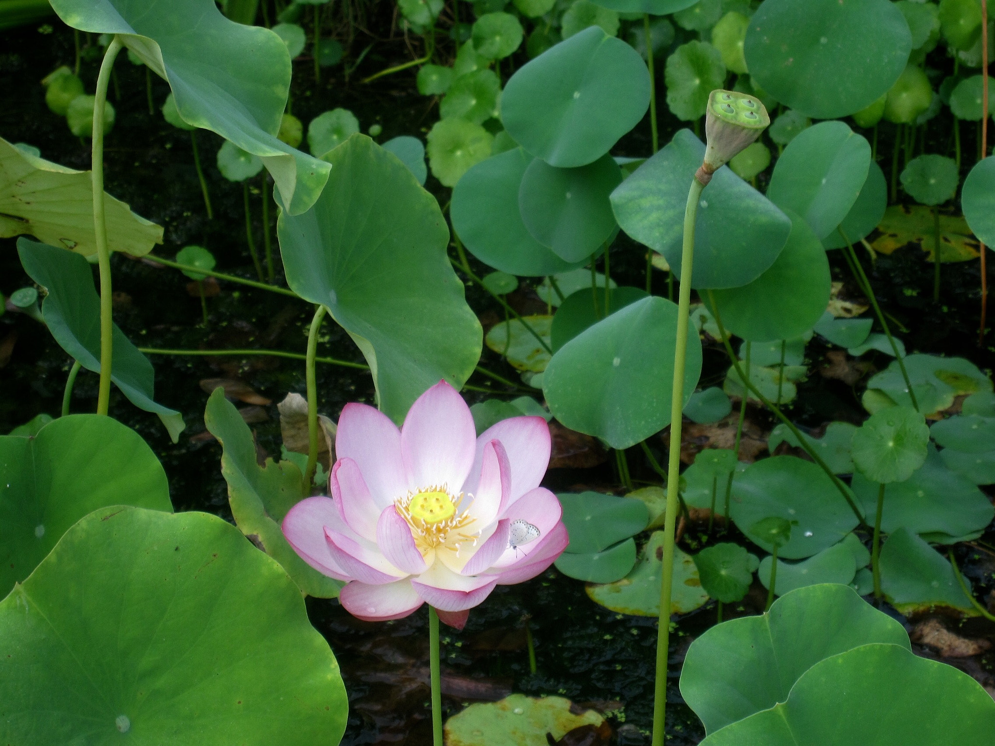 Canon PowerShot SD880 IS (Digital IXUS 870 IS / IXY Digital 920 IS) sample photo. The lotus pool 荷塘 photography