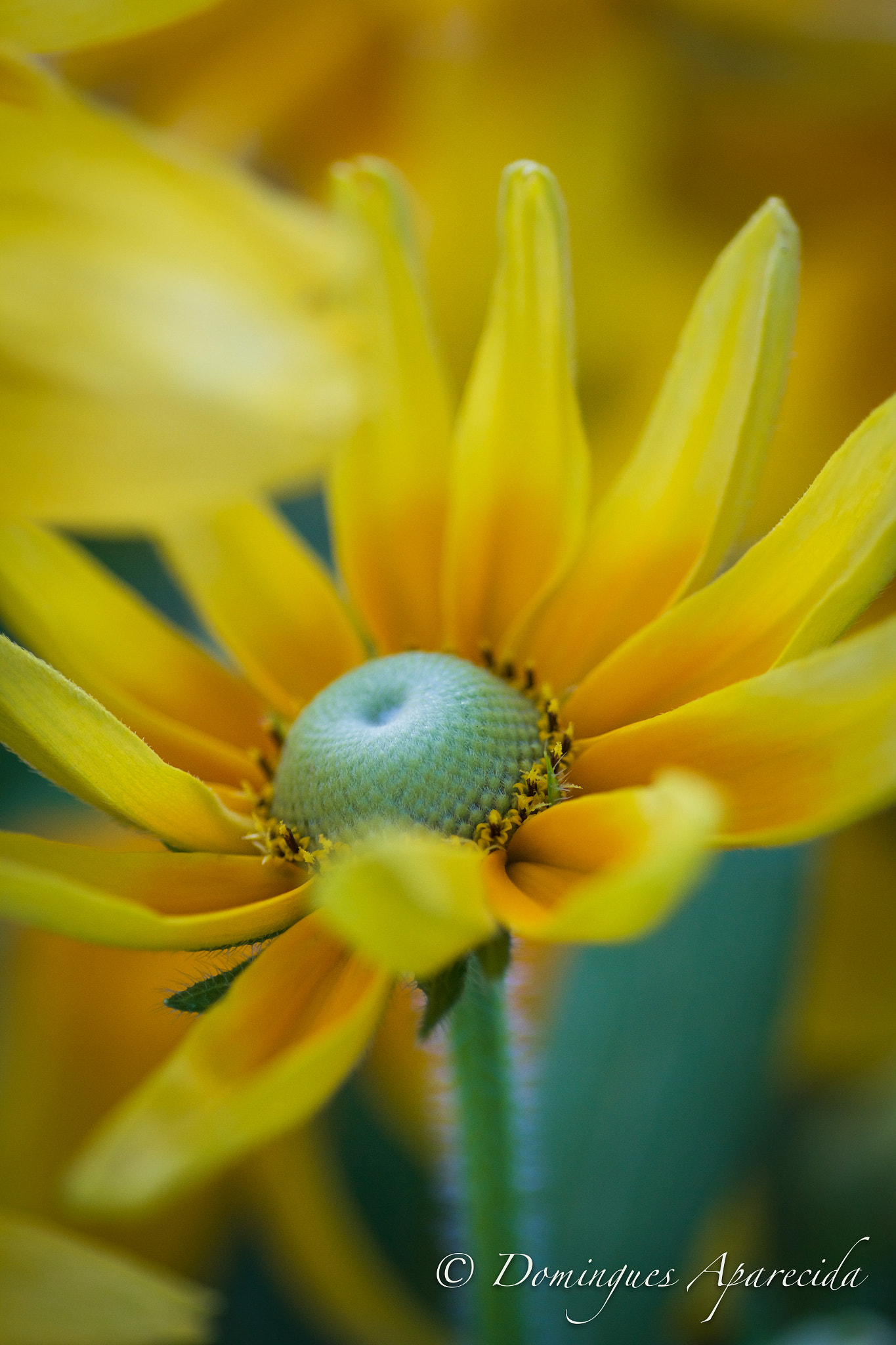 Tamron SP AF 90mm F2.8 Di Macro sample photo. Hamanako flores photography