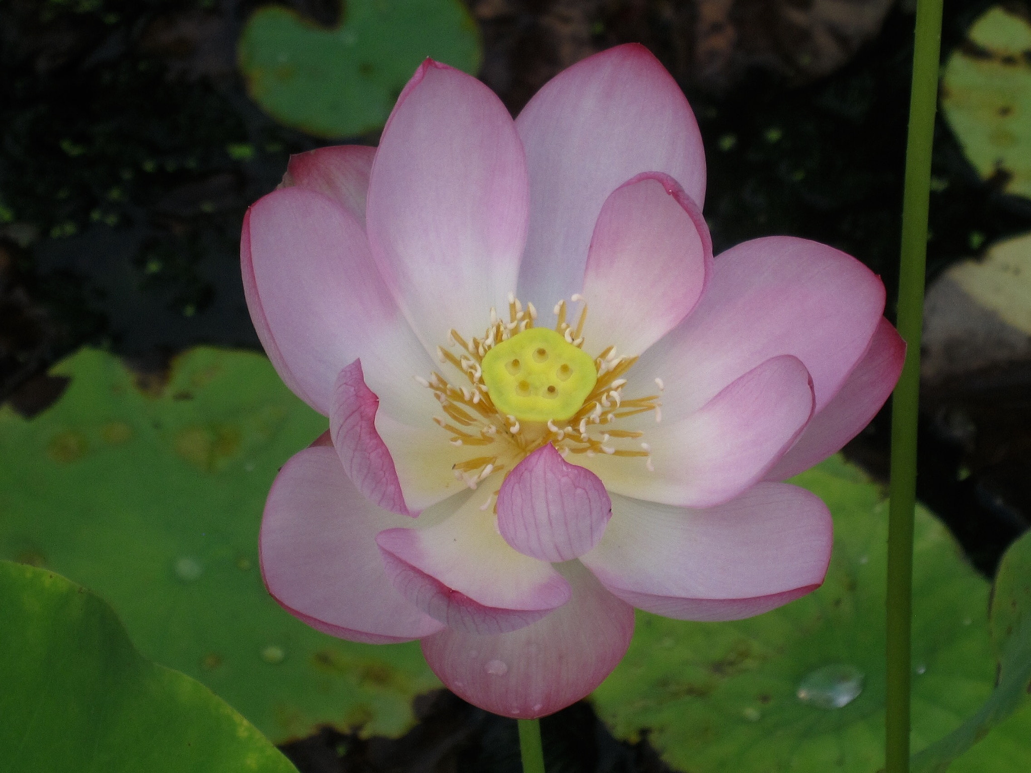 Canon PowerShot SD880 IS (Digital IXUS 870 IS / IXY Digital 920 IS) sample photo. Lotus 荷 photography