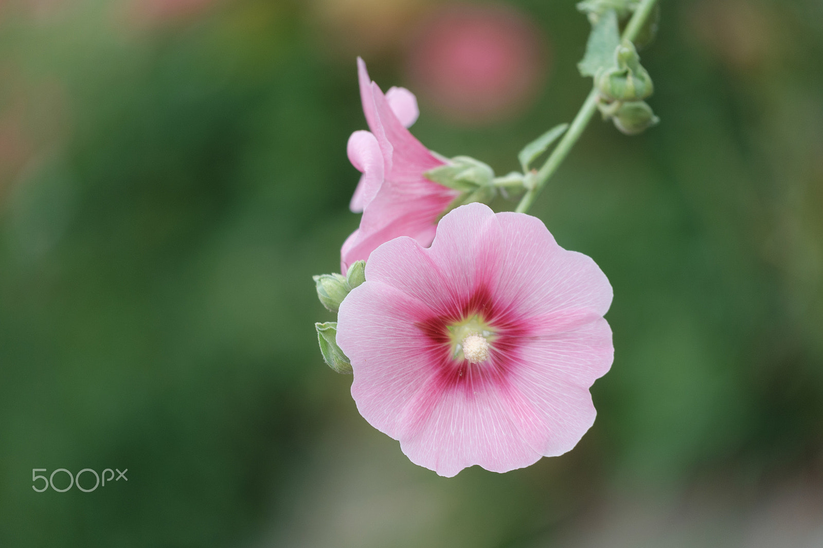 Fujifilm X-A2 + Fujifilm XF 50-140mm F2.8 R LM OIS WR sample photo. The rose of sharon photography
