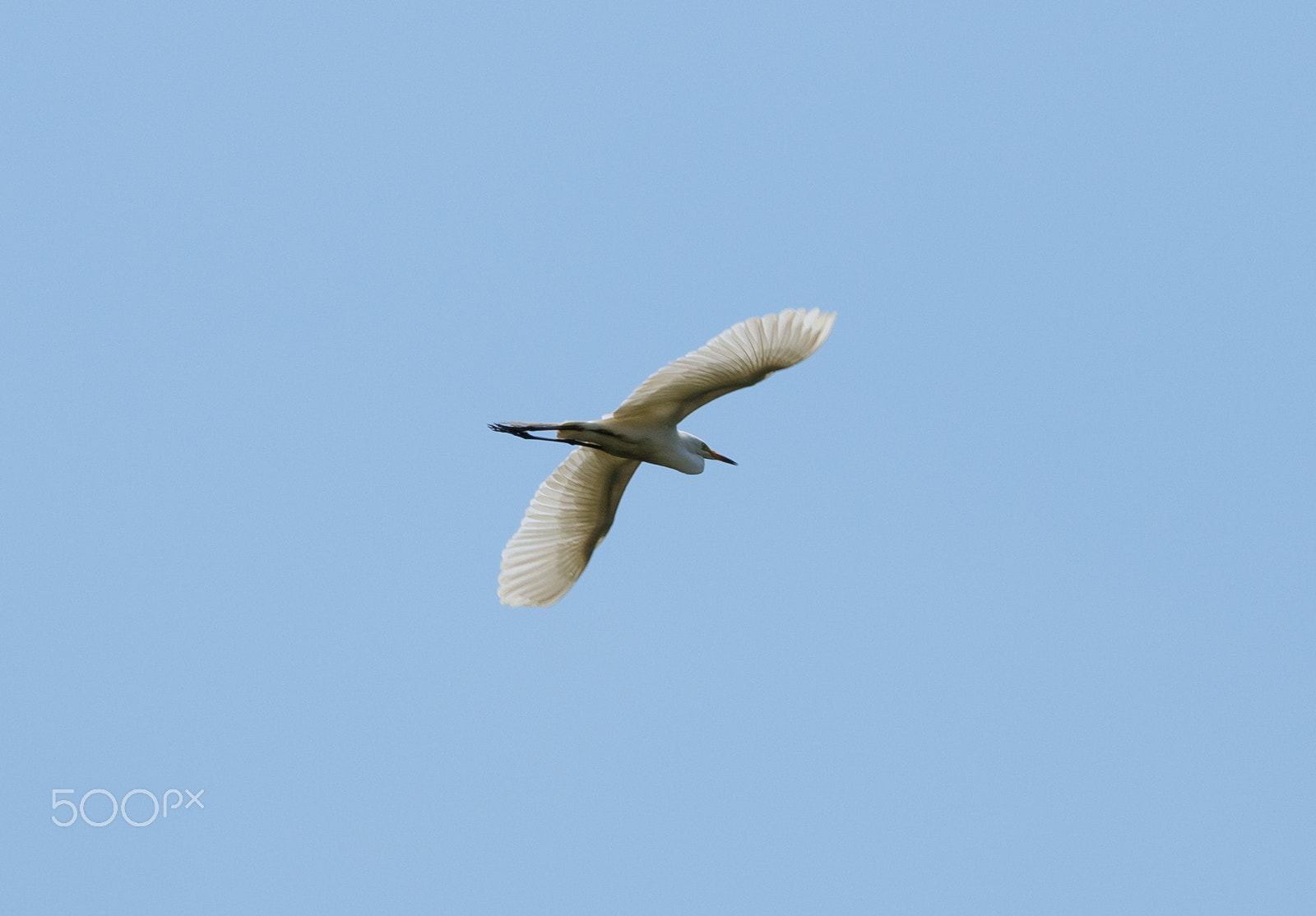 Fujifilm XF 100-400mm F4.5-5.6 R LM OIS WR sample photo. Flying egret photography