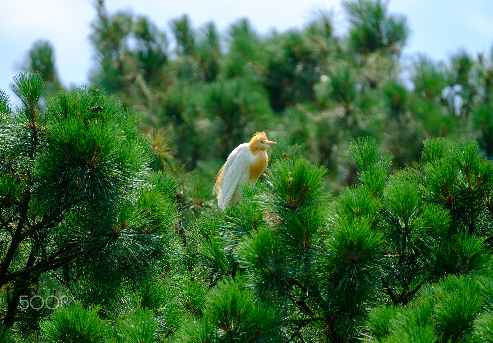 Fujifilm XF 100-400mm F4.5-5.6 R LM OIS WR sample photo. Cattle egret on pine tree photography