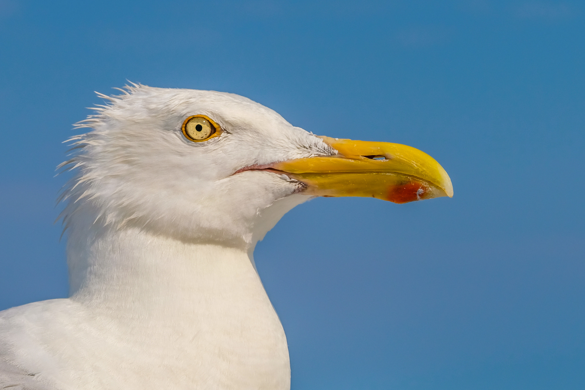 XF50-140mmF2.8 R LM OIS WR + 1.4x sample photo. Seagull photography