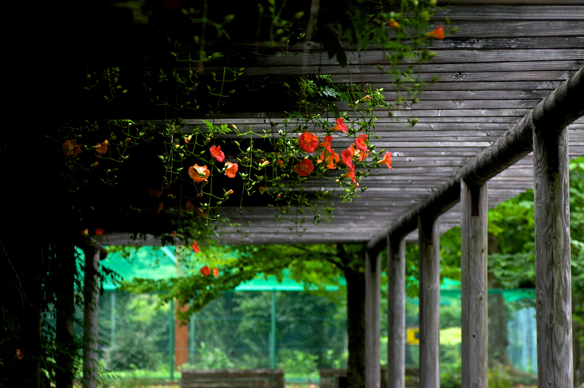 Pentax K-3 sample photo. Summer garden photography