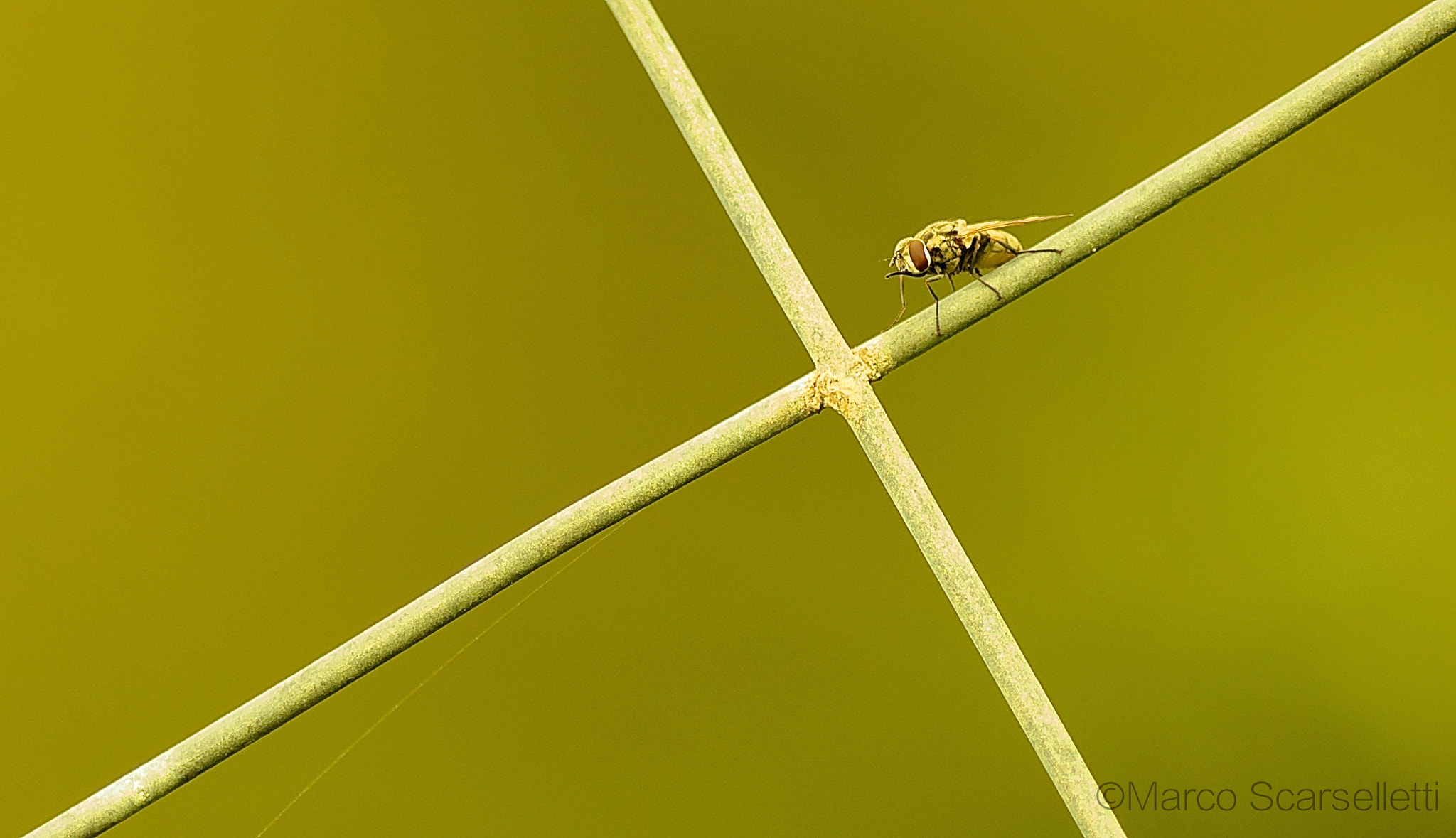 Tamron SP AF 90mm F2.8 Di Macro sample photo. The small fly photography