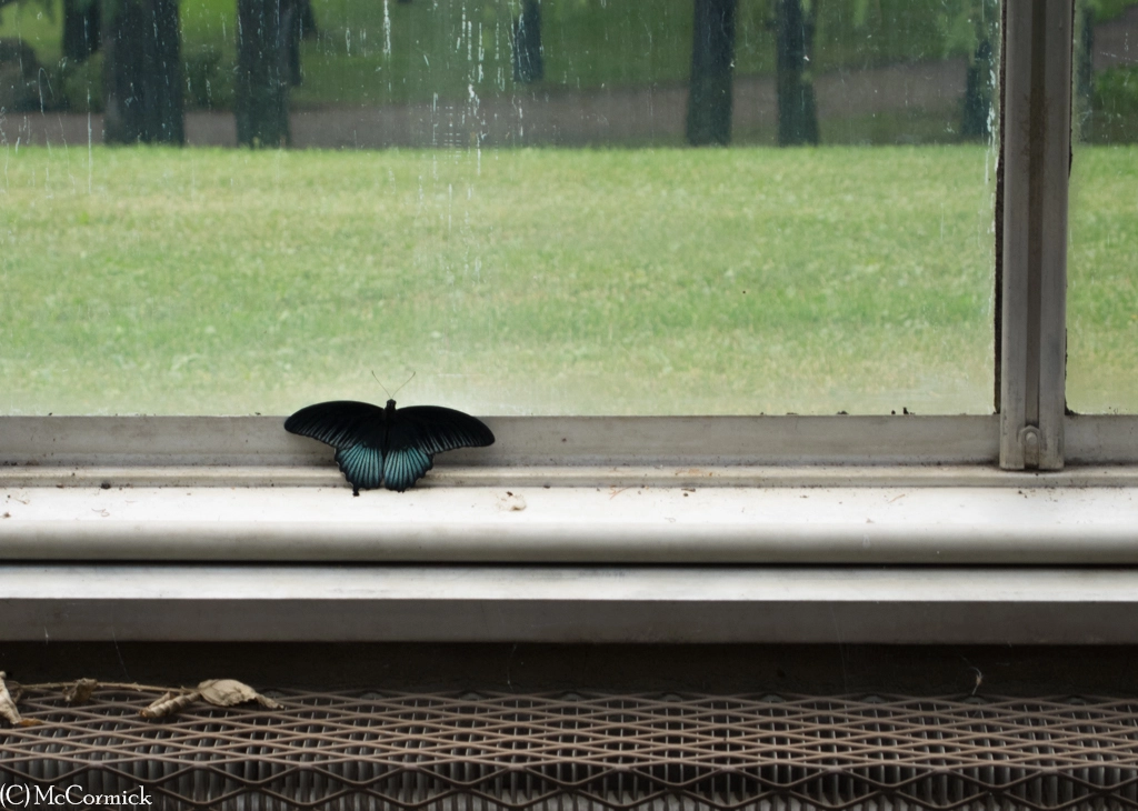 Olympus OM-D E-M1 sample photo. I want outside! photography