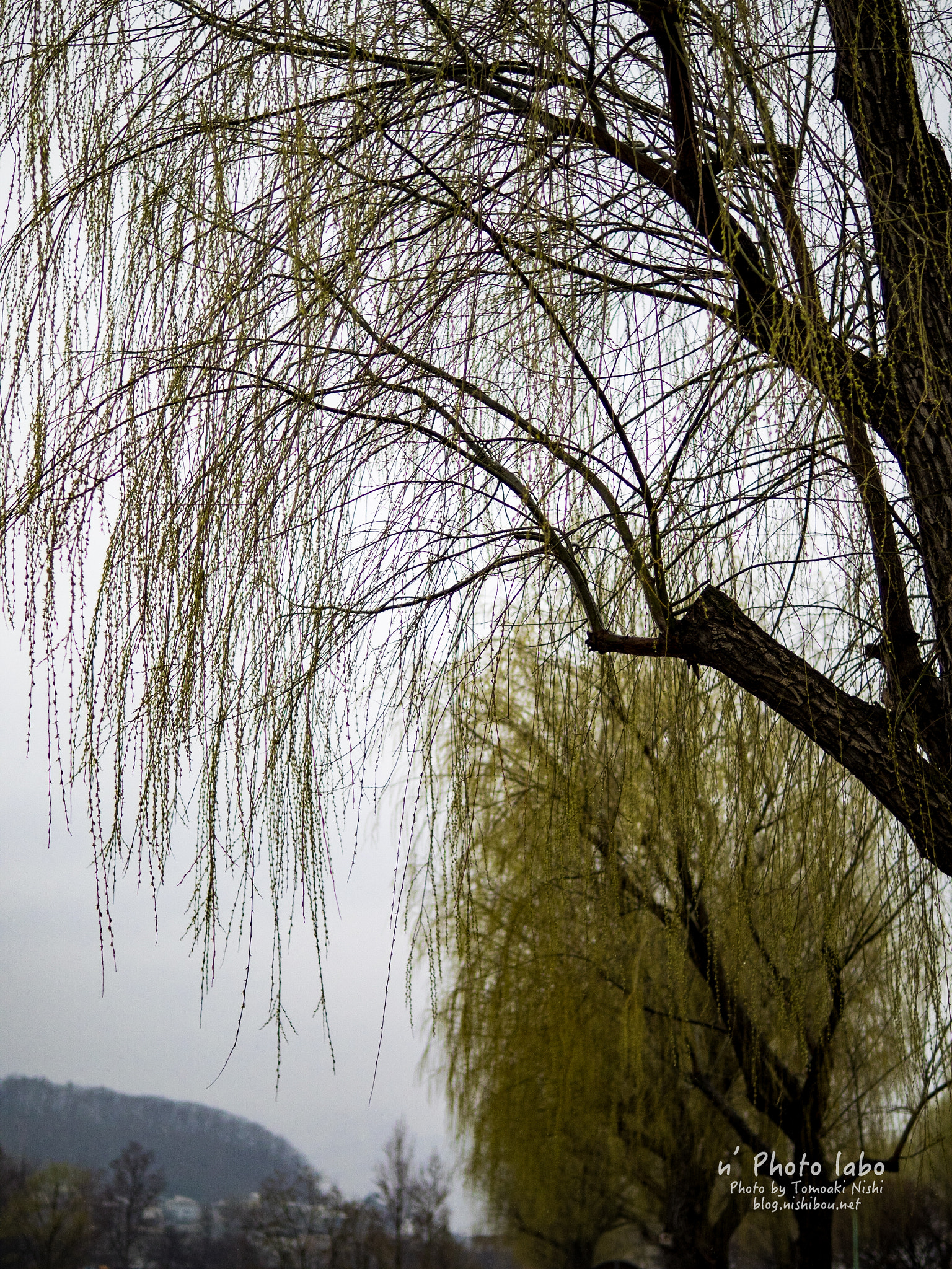 Sigma 30mm F1.4 DC DN | C sample photo. 雨の春 photography