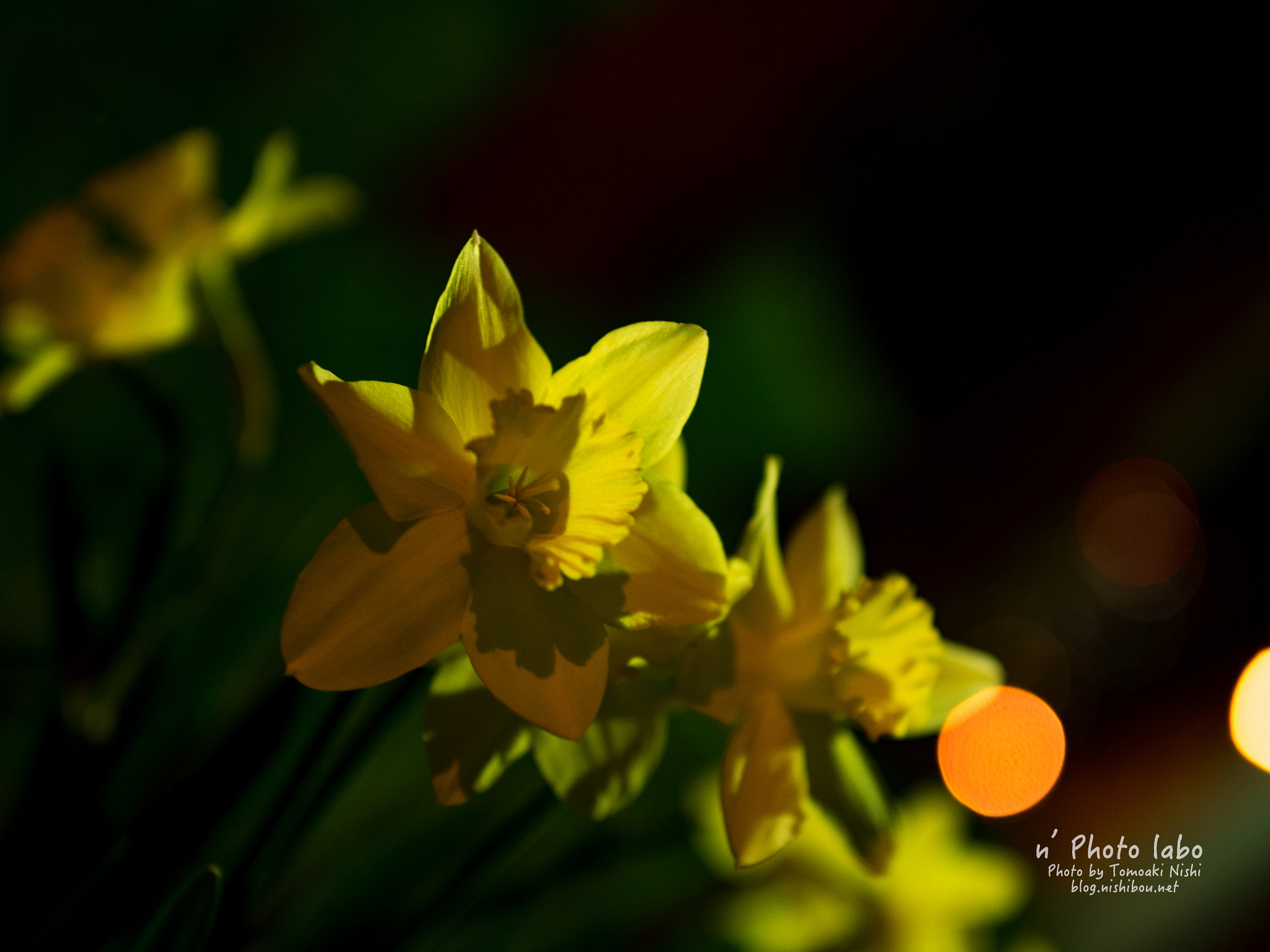 Olympus OM-D E-M1 + Sigma 30mm F1.4 DC DN | C sample photo. Night lily photography
