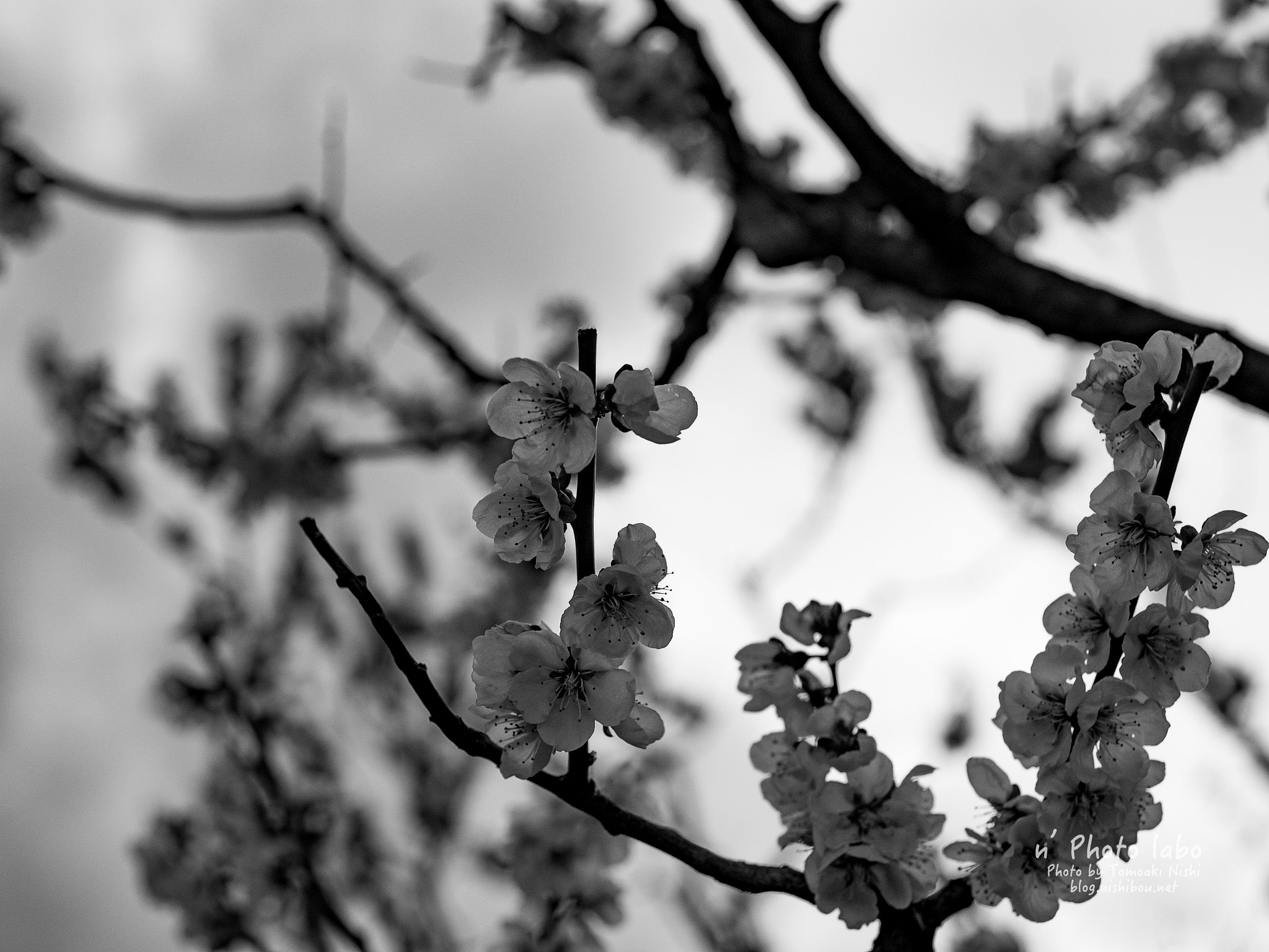 Sigma 30mm F1.4 DC DN | C sample photo. Sakura 2016 photography