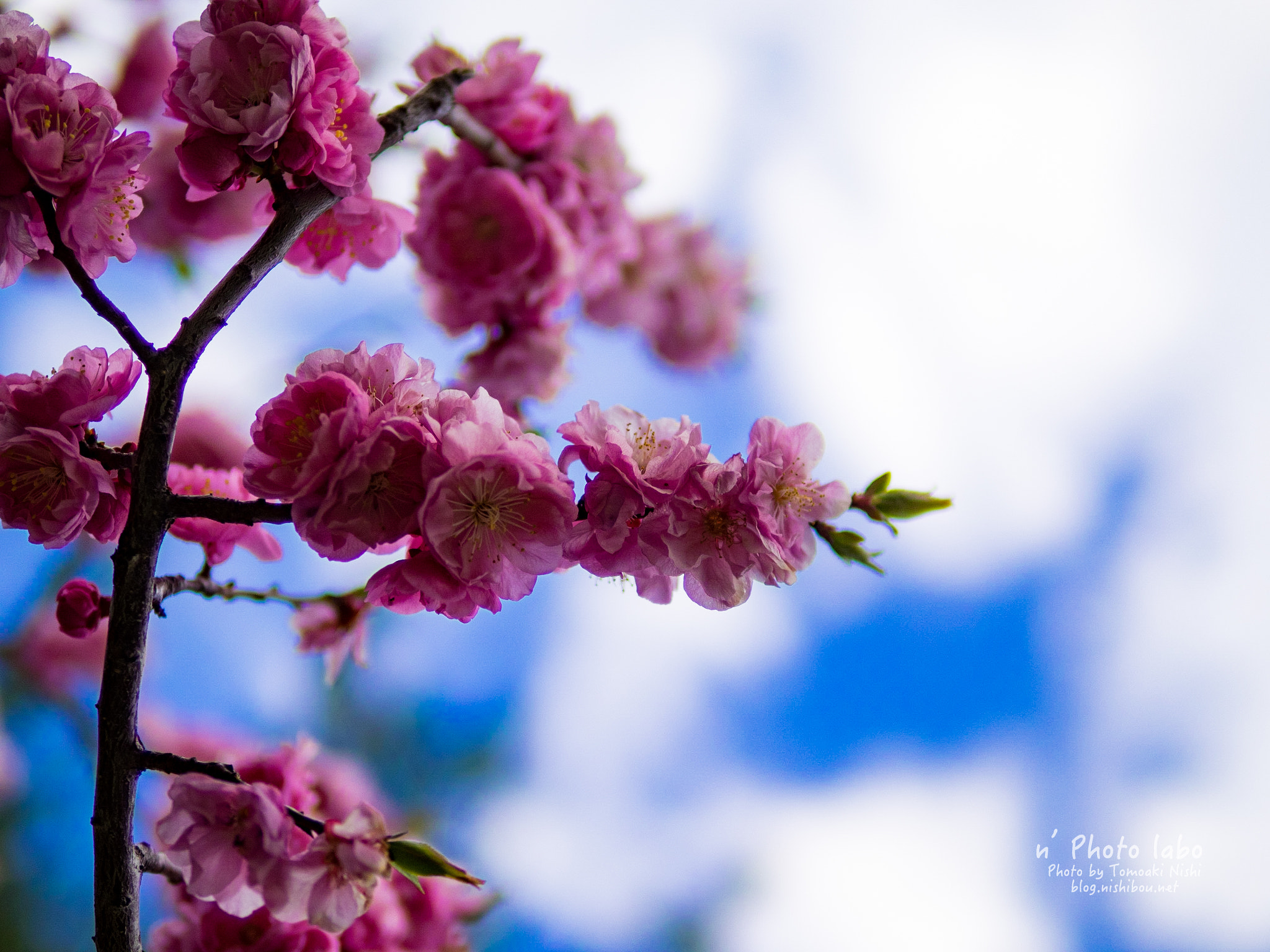 Sigma 30mm F1.4 DC DN | C sample photo. Sakura 2016 photography