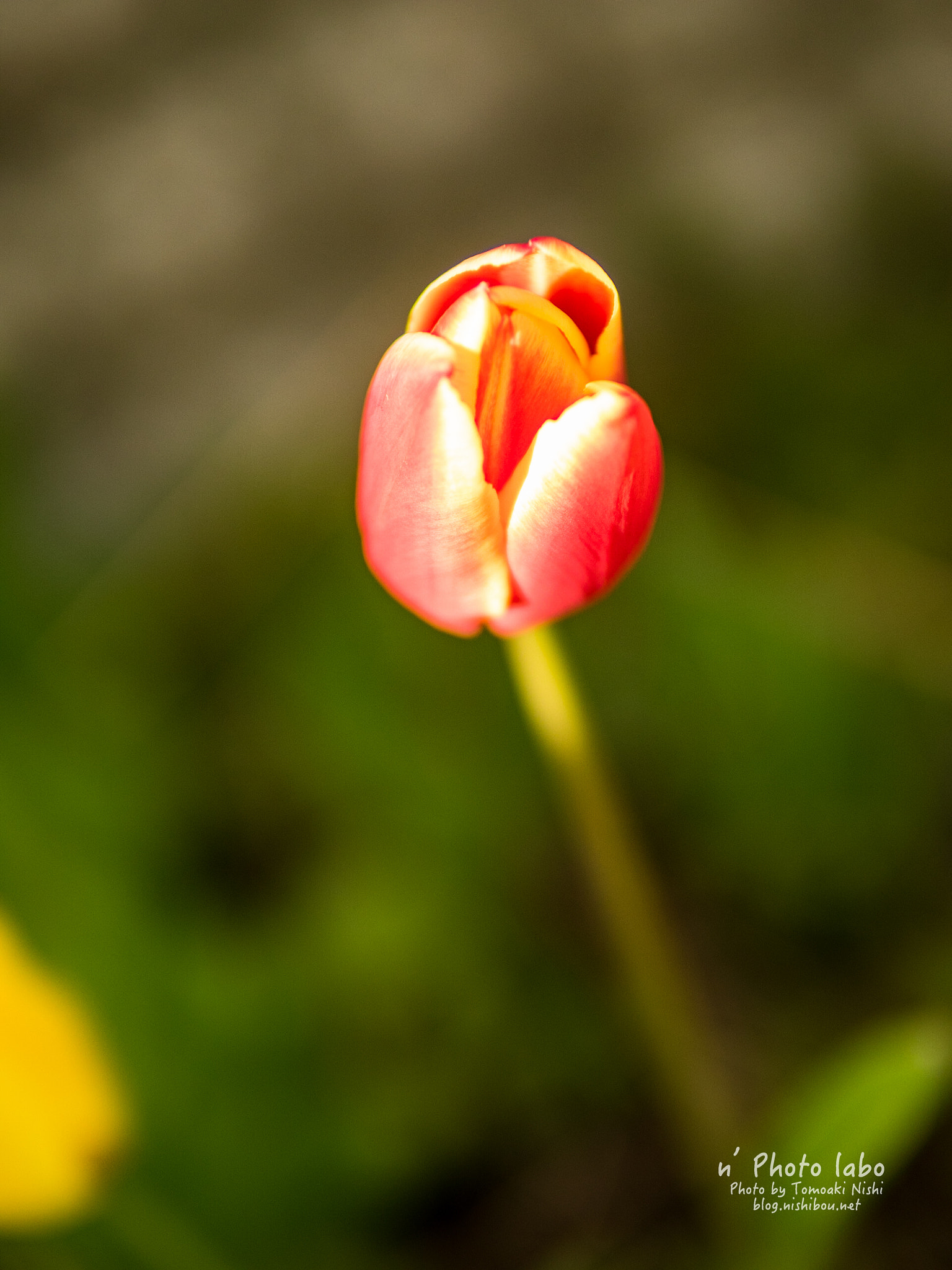 Sigma 30mm F1.4 DC DN | C sample photo. Tulip 2016 photography
