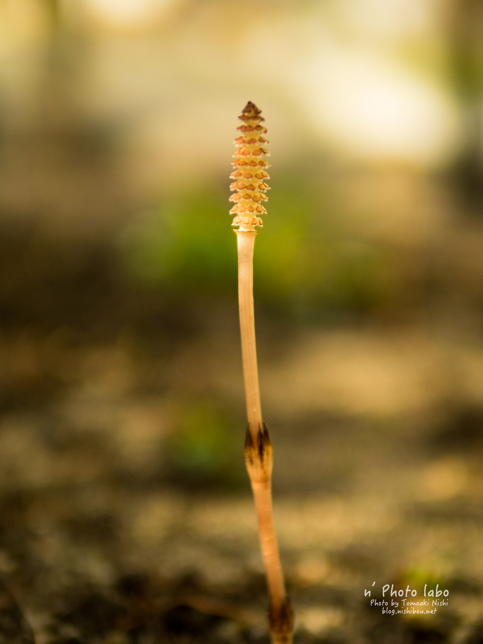 Sigma 30mm F1.4 DC DN | C sample photo. Horsetail 2016 photography