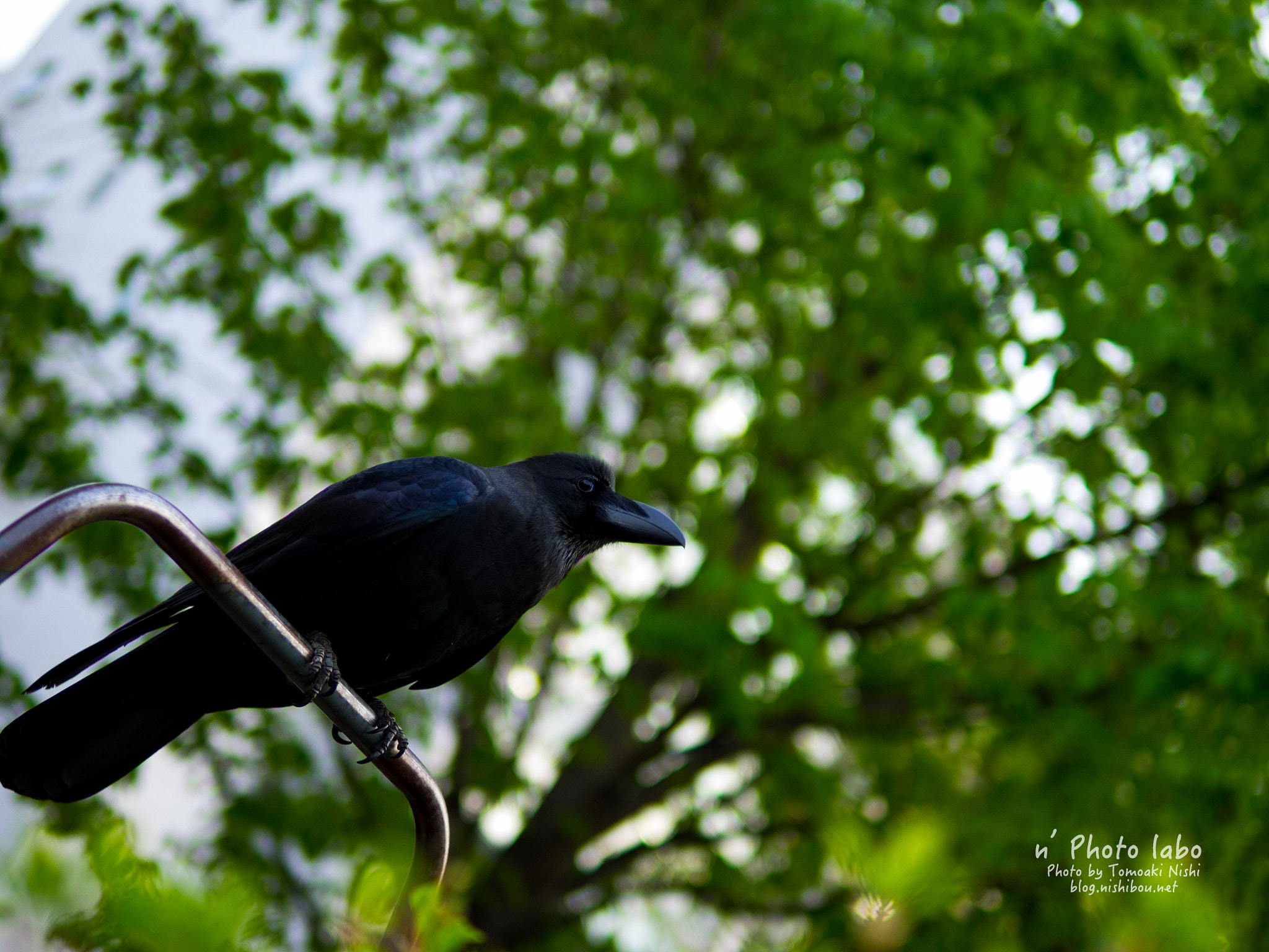 Olympus OM-D E-M1 + Sigma 30mm F1.4 DC DN | C sample photo. Crow photography