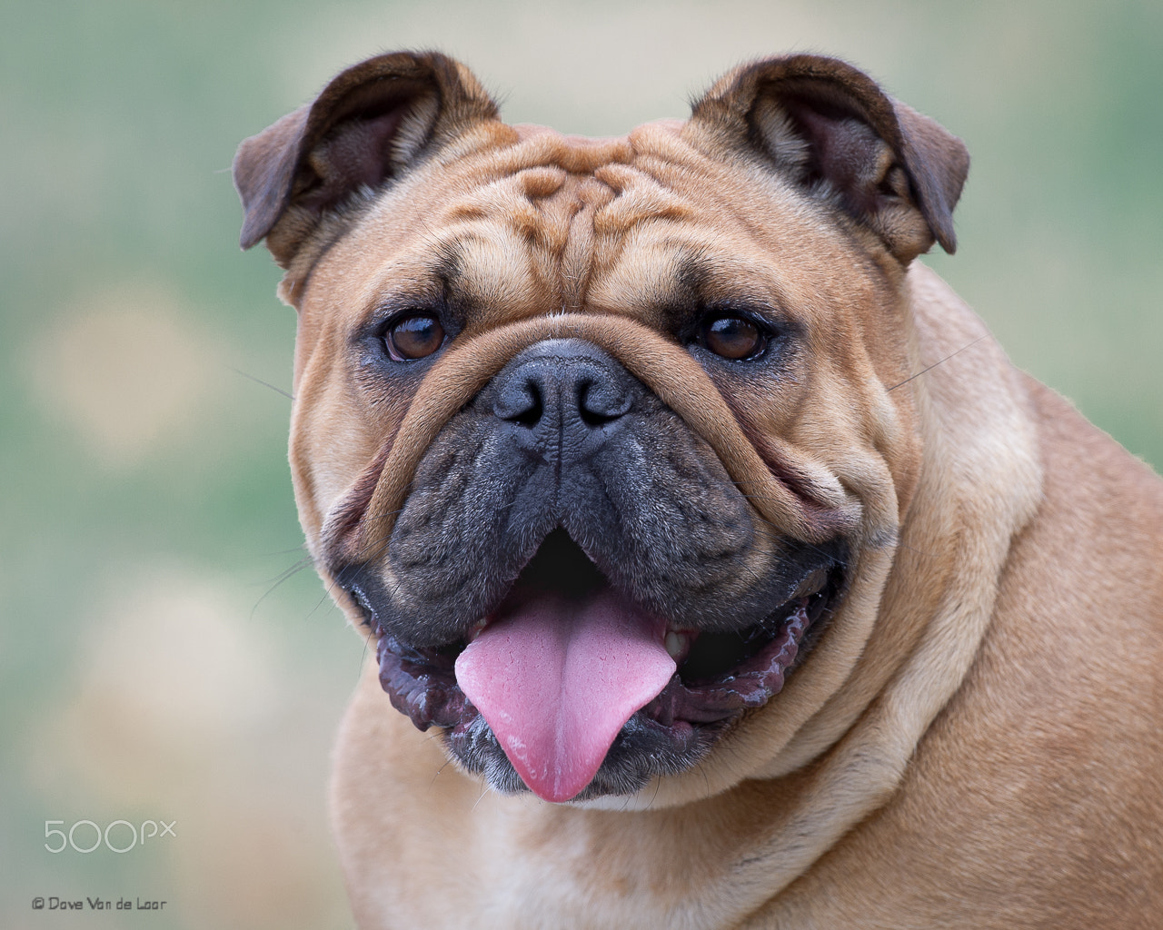 Nikon D3S + Nikon AF-S Nikkor 600mm F4G ED VR sample photo. English bulldog photography