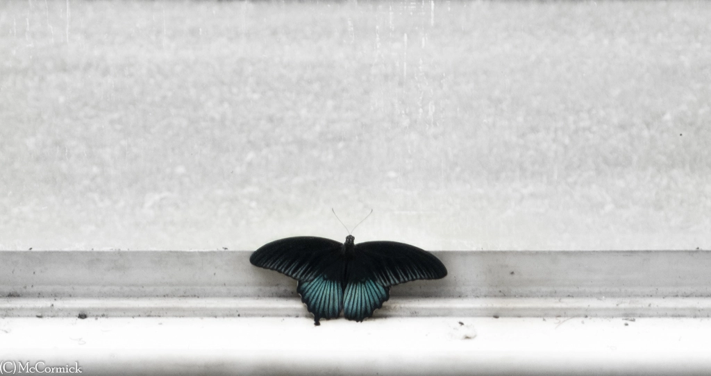 Olympus OM-D E-M1 sample photo. Butterfly photography