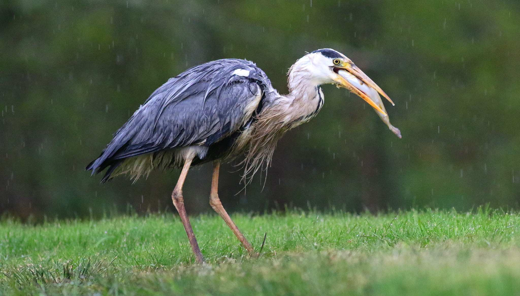 Canon EF 300mm F4L IS USM sample photo. Grey heron photography