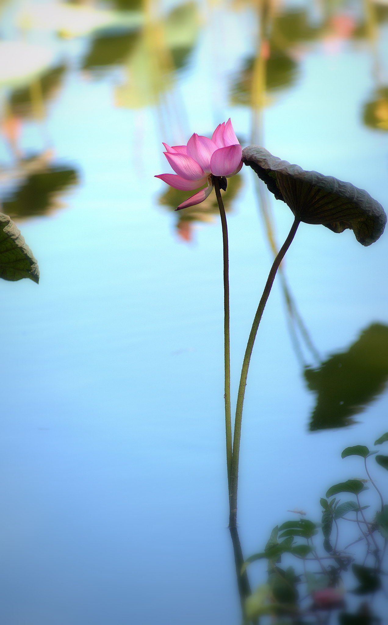 Nikon AF-Nikkor 80-200mm F2.8D ED sample photo. Lotus photography