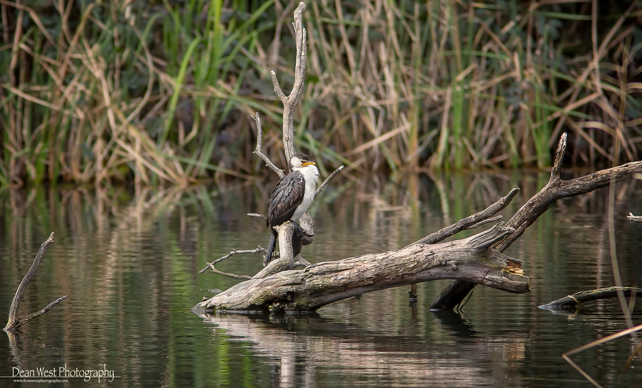 Canon EF 300mm F4L IS USM sample photo. Little pied cormorant photography