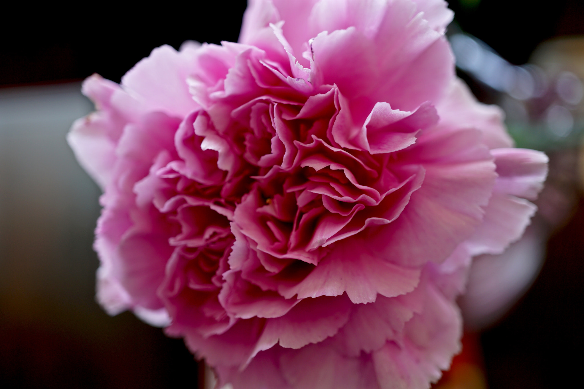 Sony a6000 + Sony E 30mm F3.5 sample photo. Minicarnation macro 2 photography
