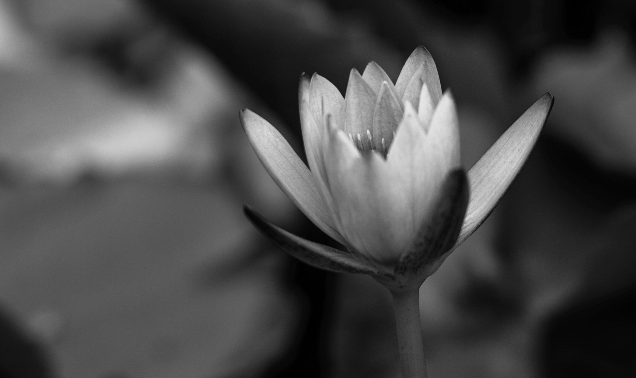 Leica APO-Summicron-M 90mm F2 ASPH sample photo