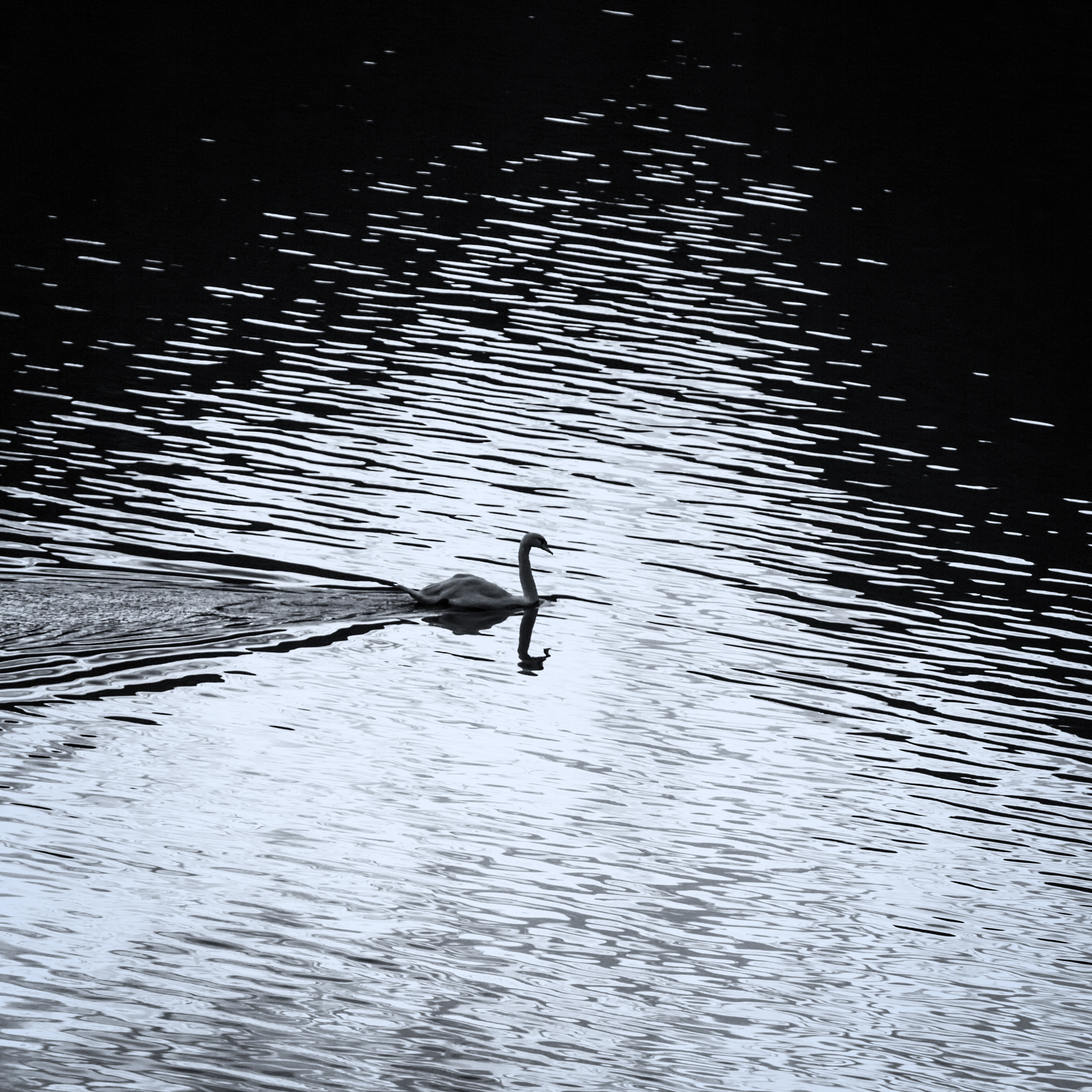Canon EOS 550D (EOS Rebel T2i / EOS Kiss X4) sample photo. Hallstatt swan photography