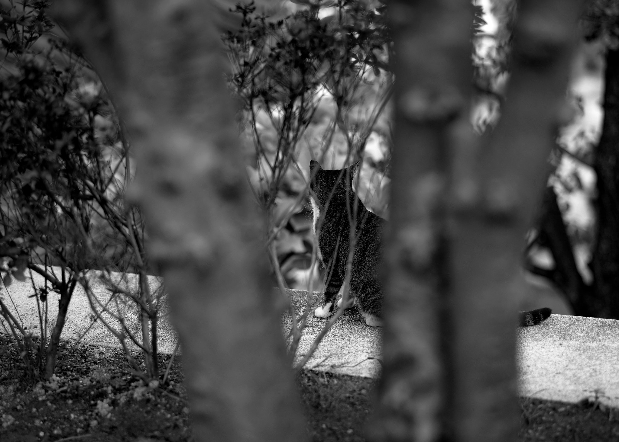 Leica APO-Summicron-M 90mm F2 ASPH sample photo