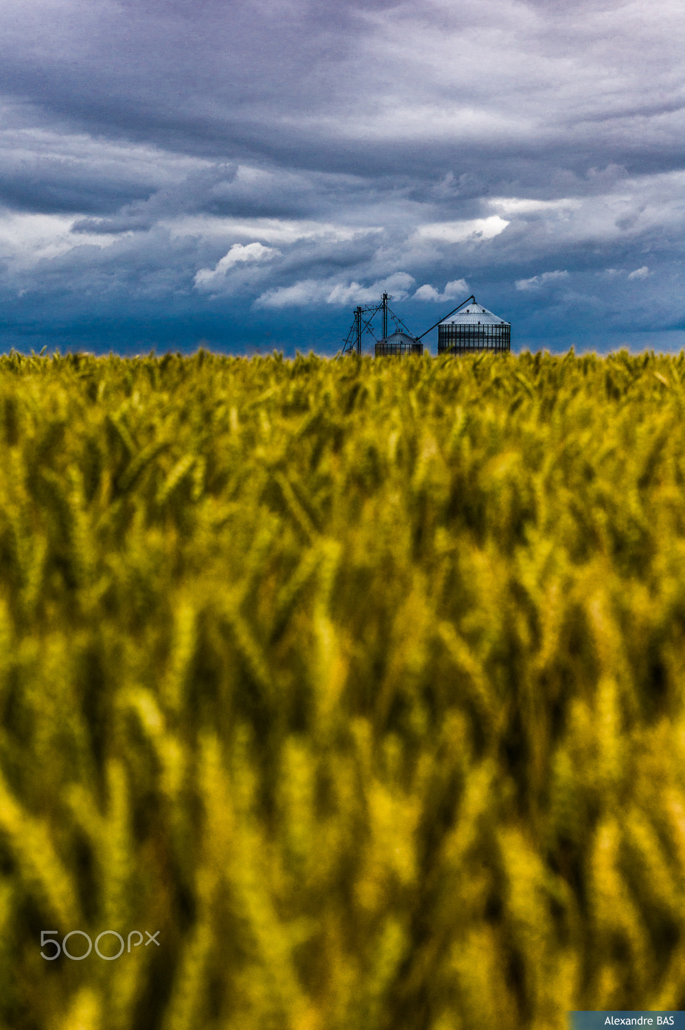 ZEISS Makro-Planar T* 100mm F2 sample photo. Silo lourdes photography