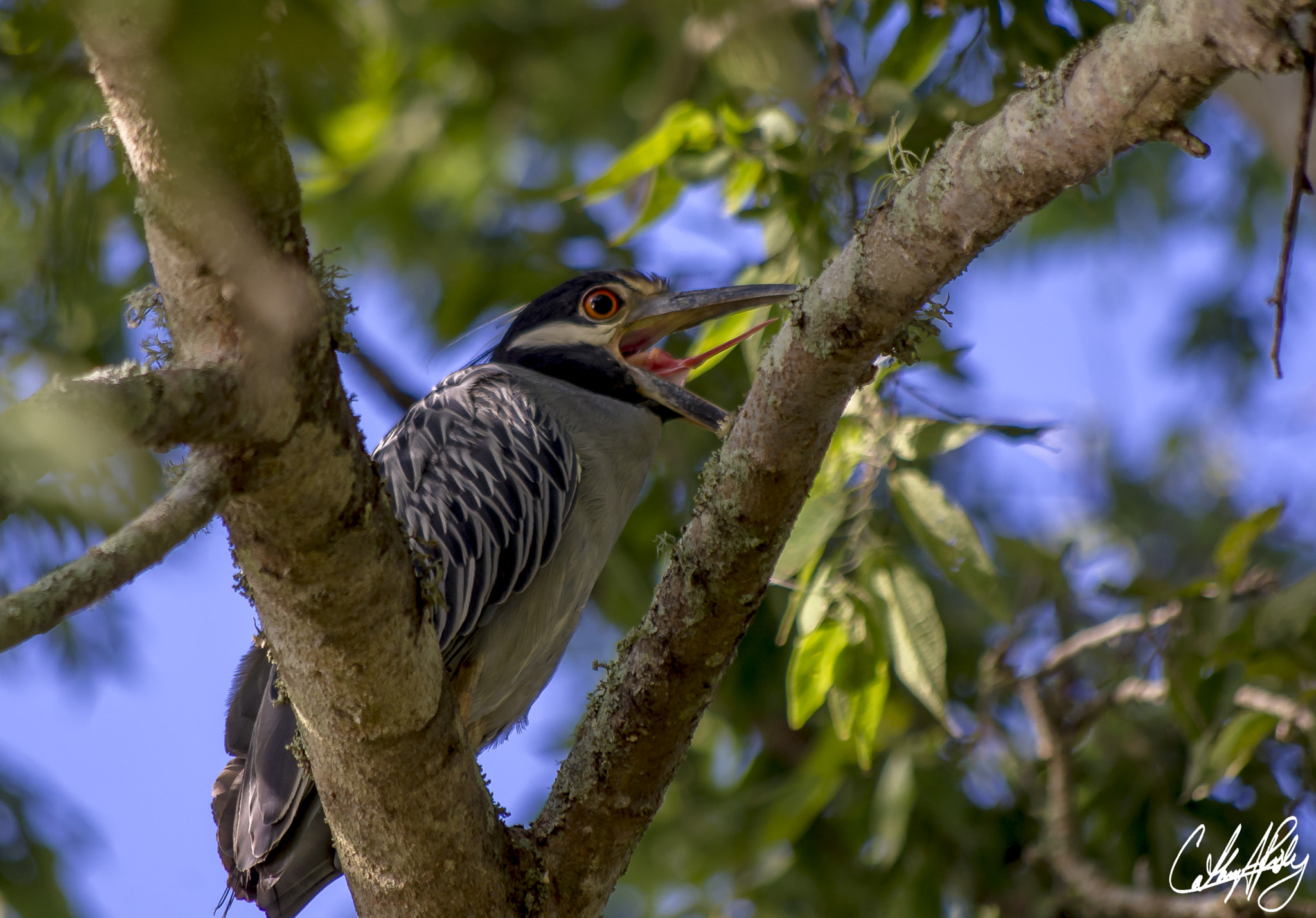 Pentax smc DA 50-200mm F4-5.6 ED WR sample photo. Night heron photography