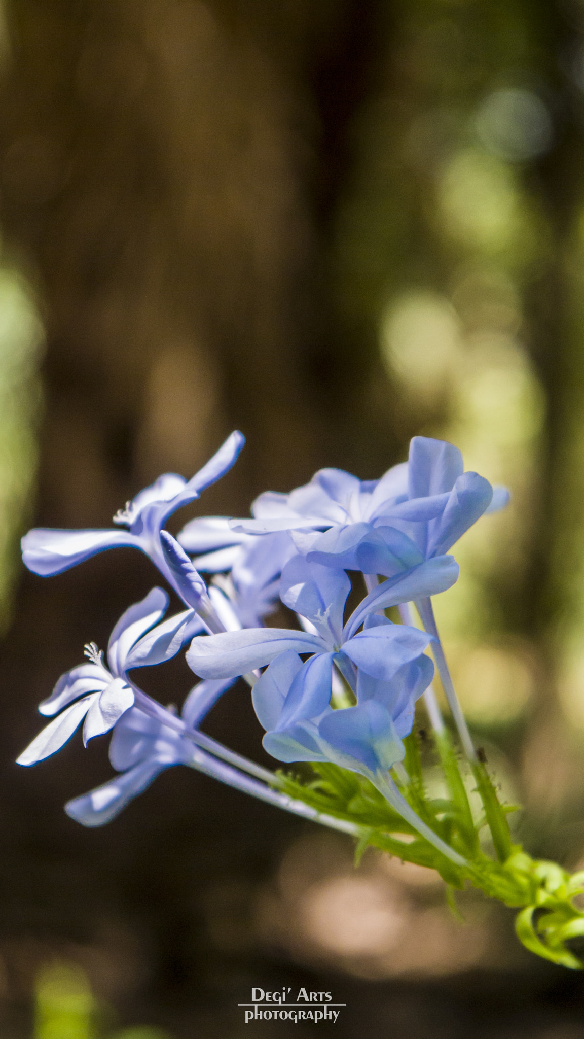Panasonic Lumix DMC-GF3 sample photo. Blue flower photography