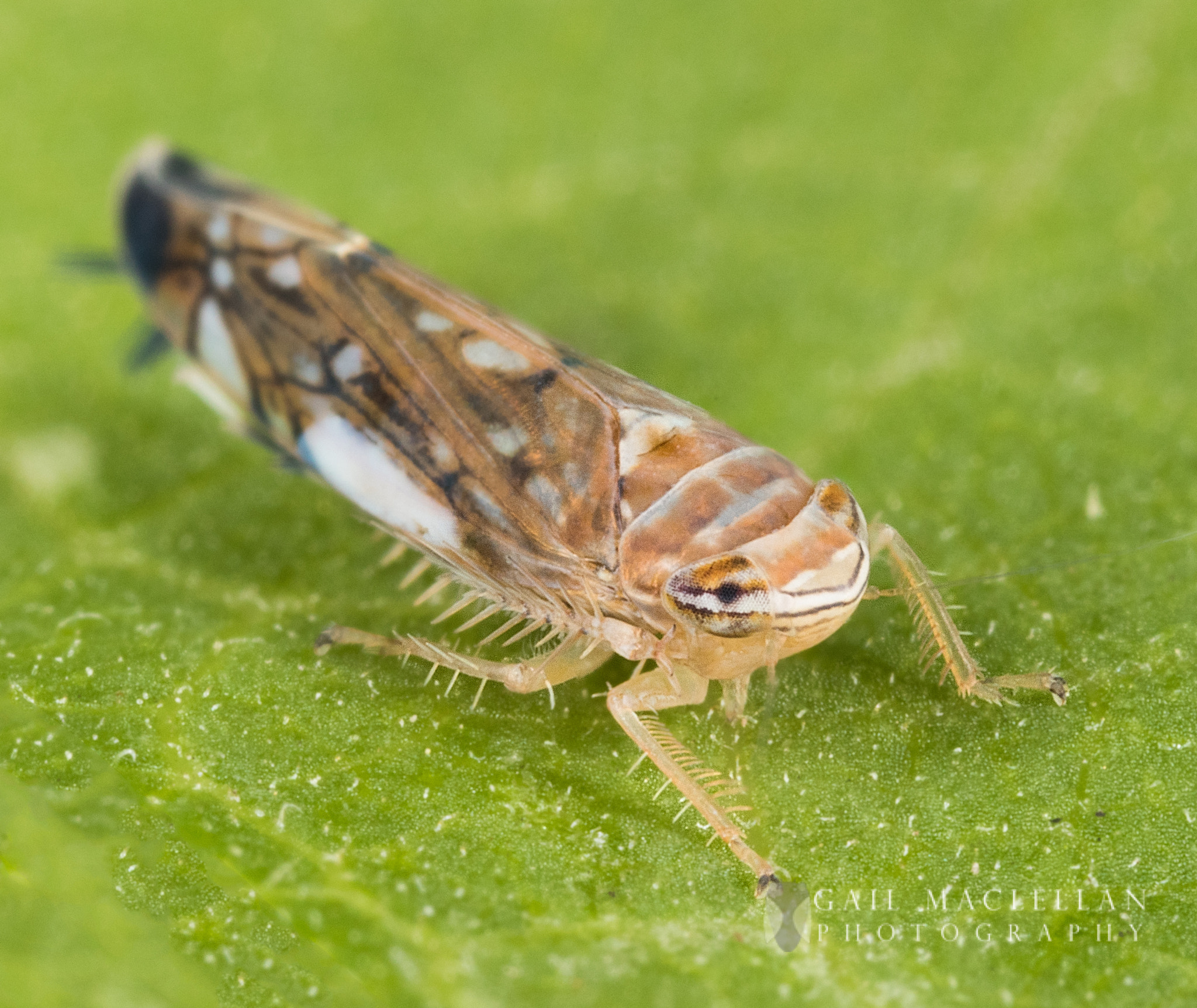 Canon MP-E 65mm F2.5 1-5x Macro Photo sample photo. Leafhopper photography