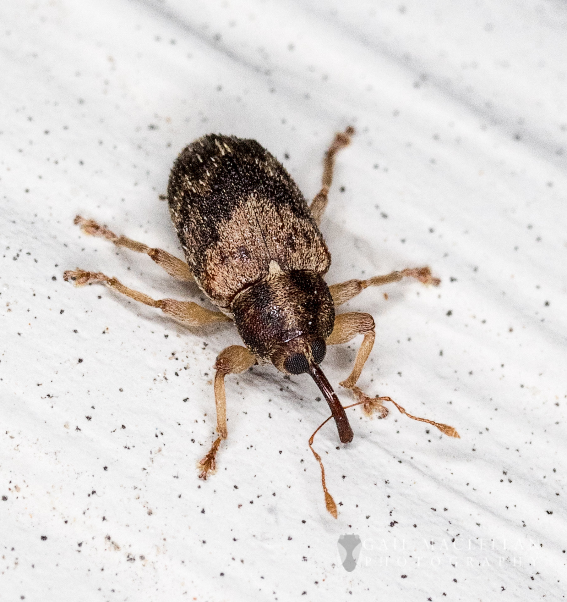 Canon MP-E 65mm F2.5 1-5x Macro Photo sample photo