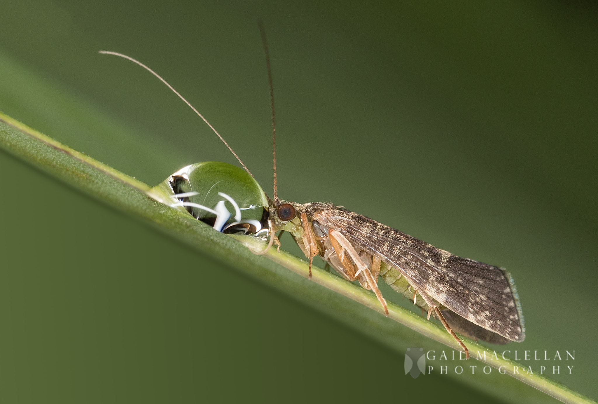 Canon MP-E 65mm F2.5 1-5x Macro Photo sample photo. Moth photography