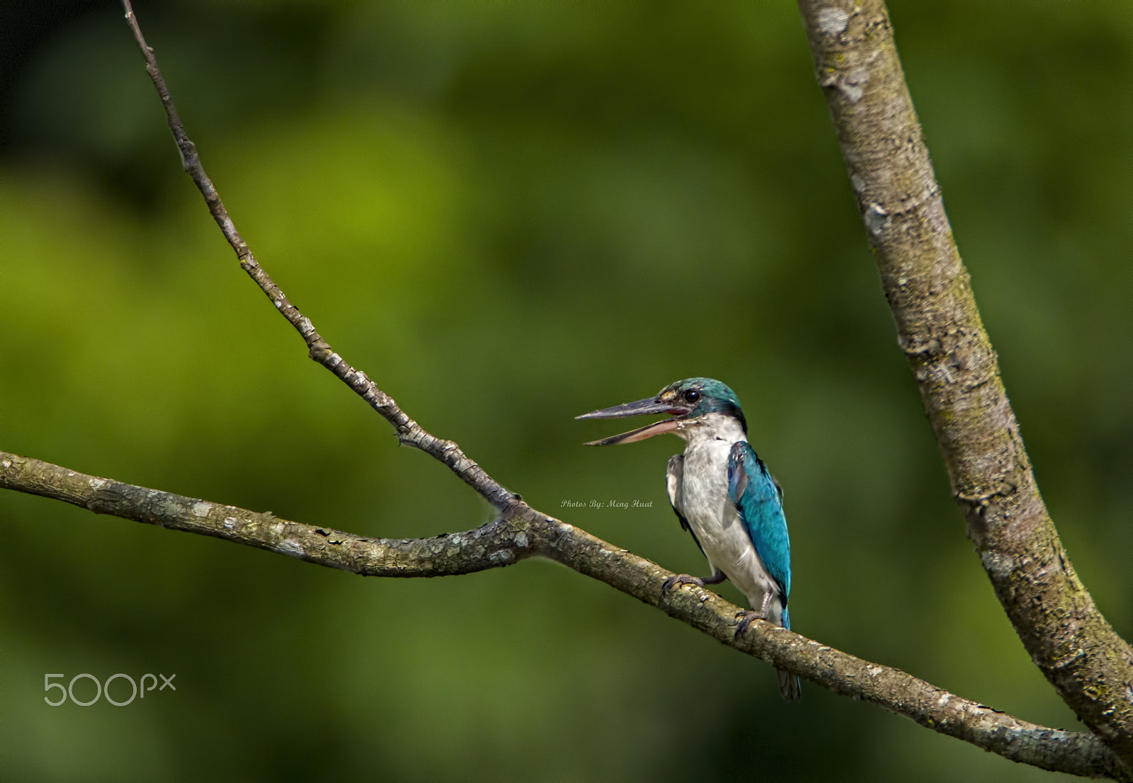 Canon EOS 7D Mark II + Canon EF 600mm F4L IS USM sample photo. White-collared kingfisher photography