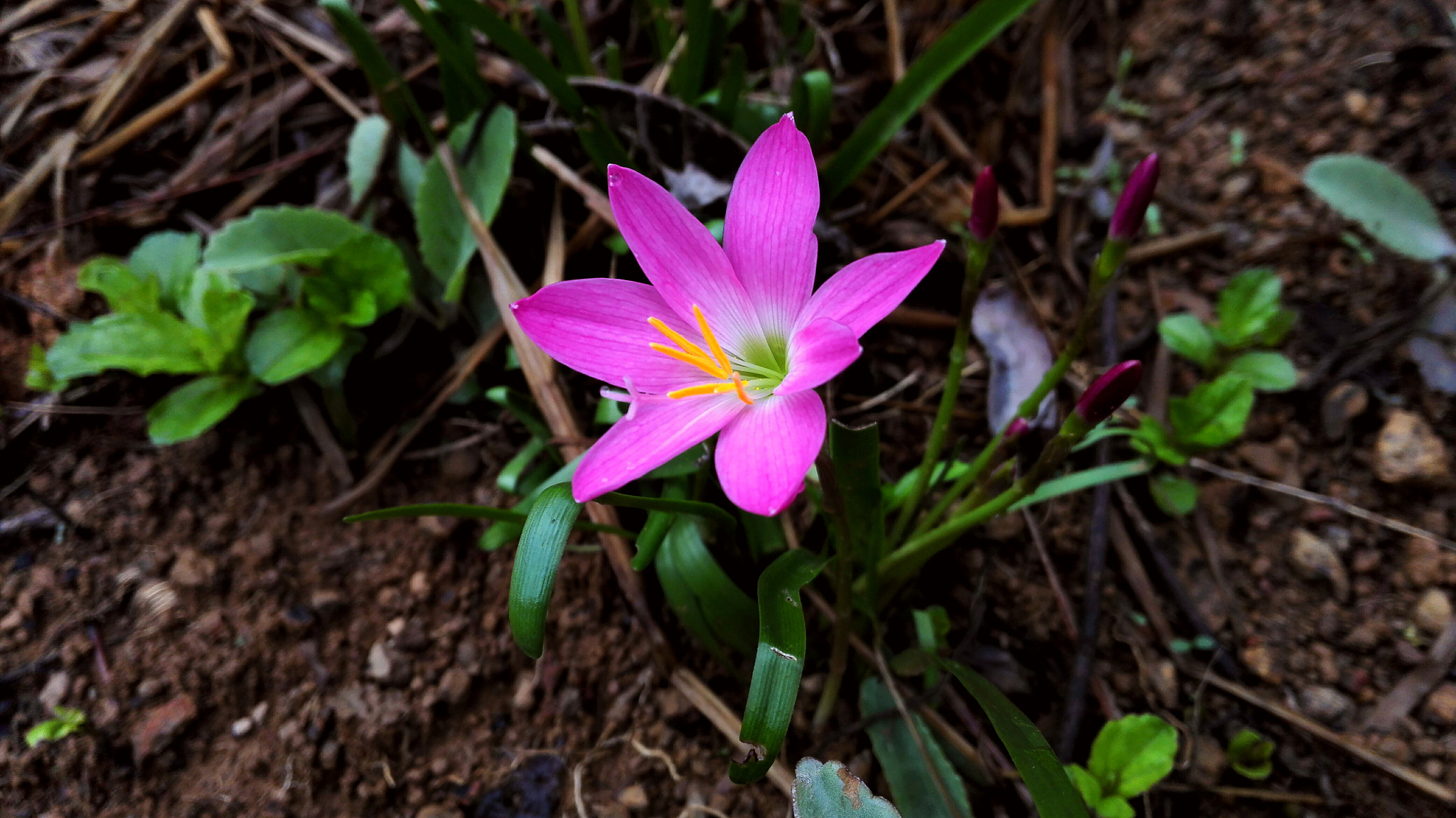 HUAWEI H60-L04 sample photo