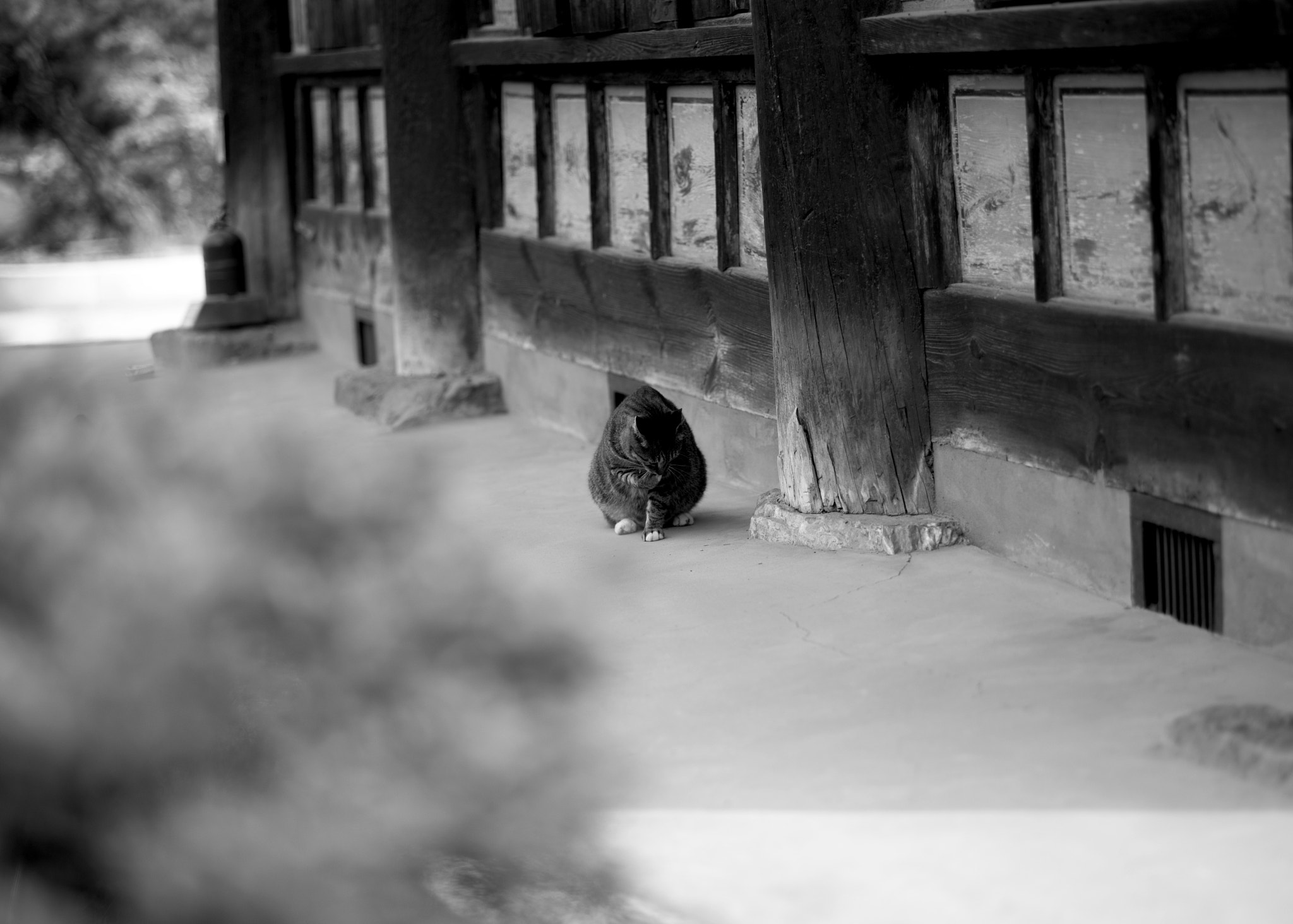 Leica APO-Summicron-M 90mm F2 ASPH sample photo