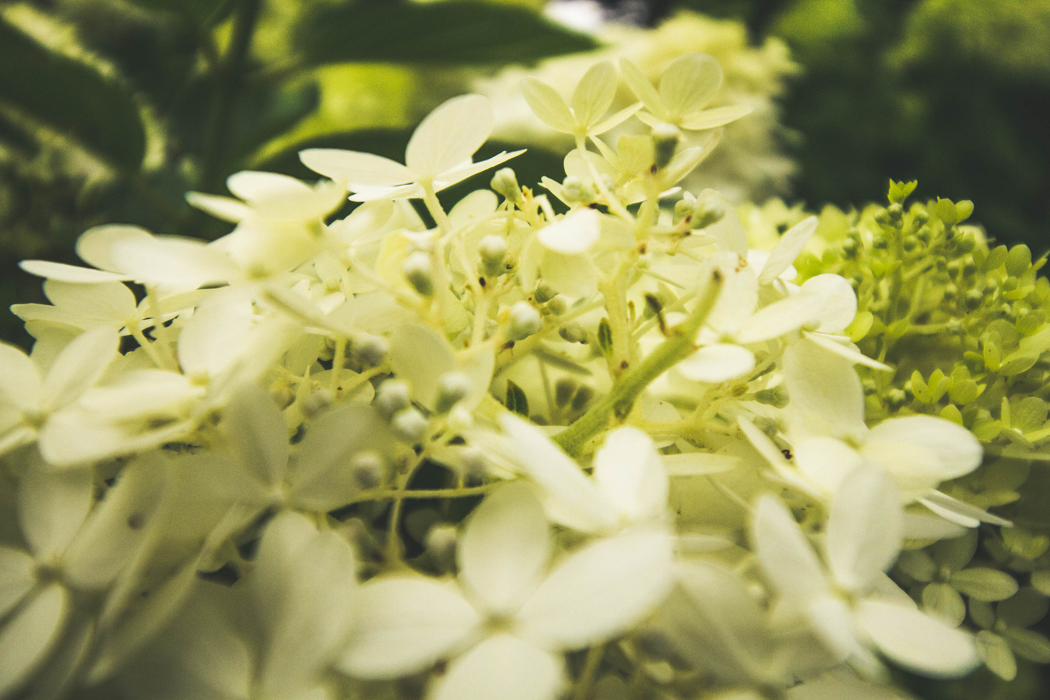 Canon EOS 1100D (EOS Rebel T3 / EOS Kiss X50) sample photo. Hydrangeas photography