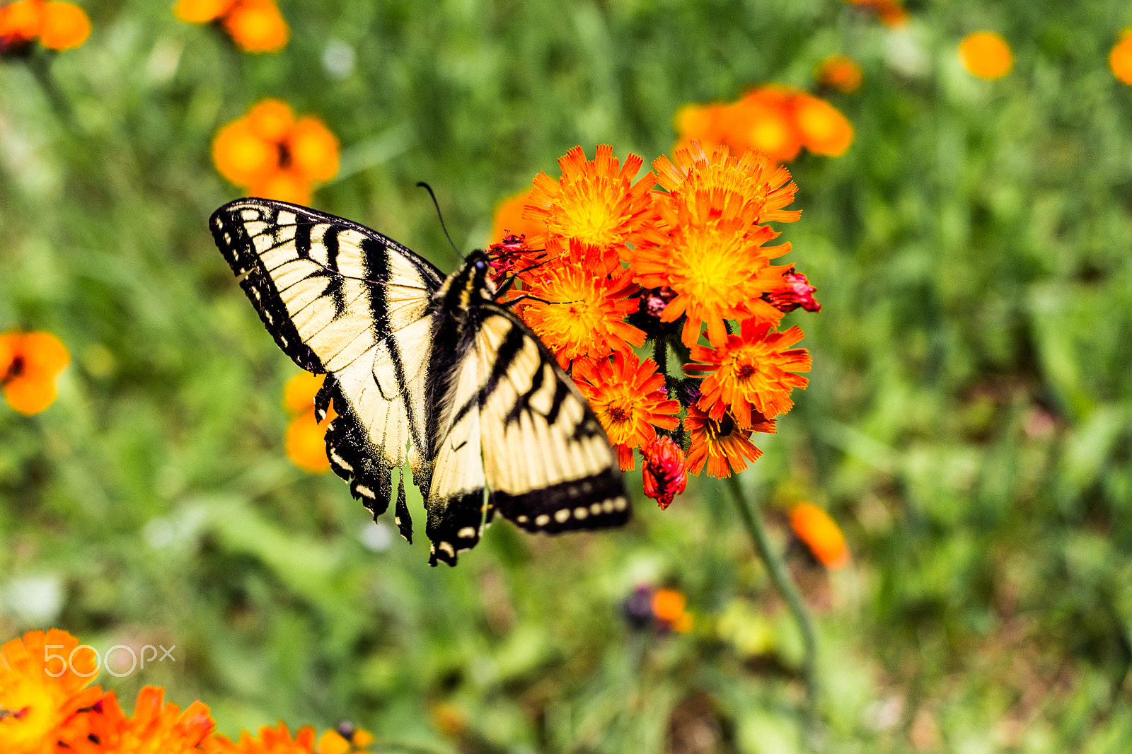 Canon EF-S 24mm F2.8 STM sample photo. Butterfly photography