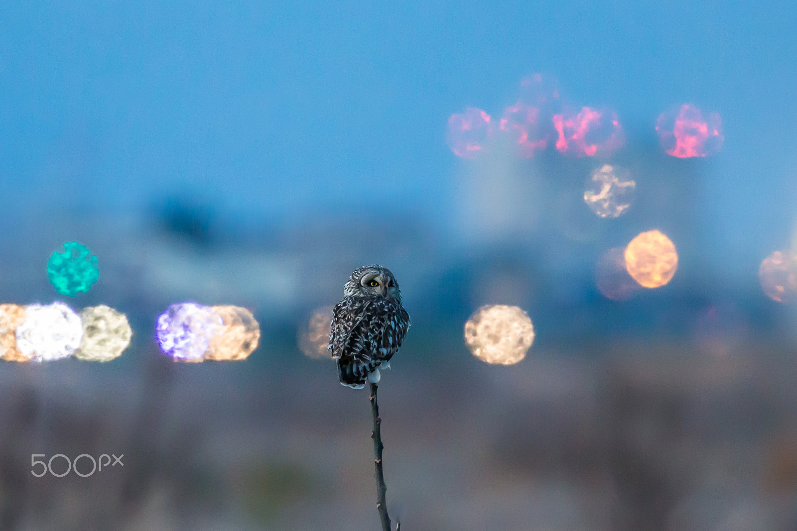 Canon EF 500mm F4L IS II USM sample photo. An evening scene of an owl photography
