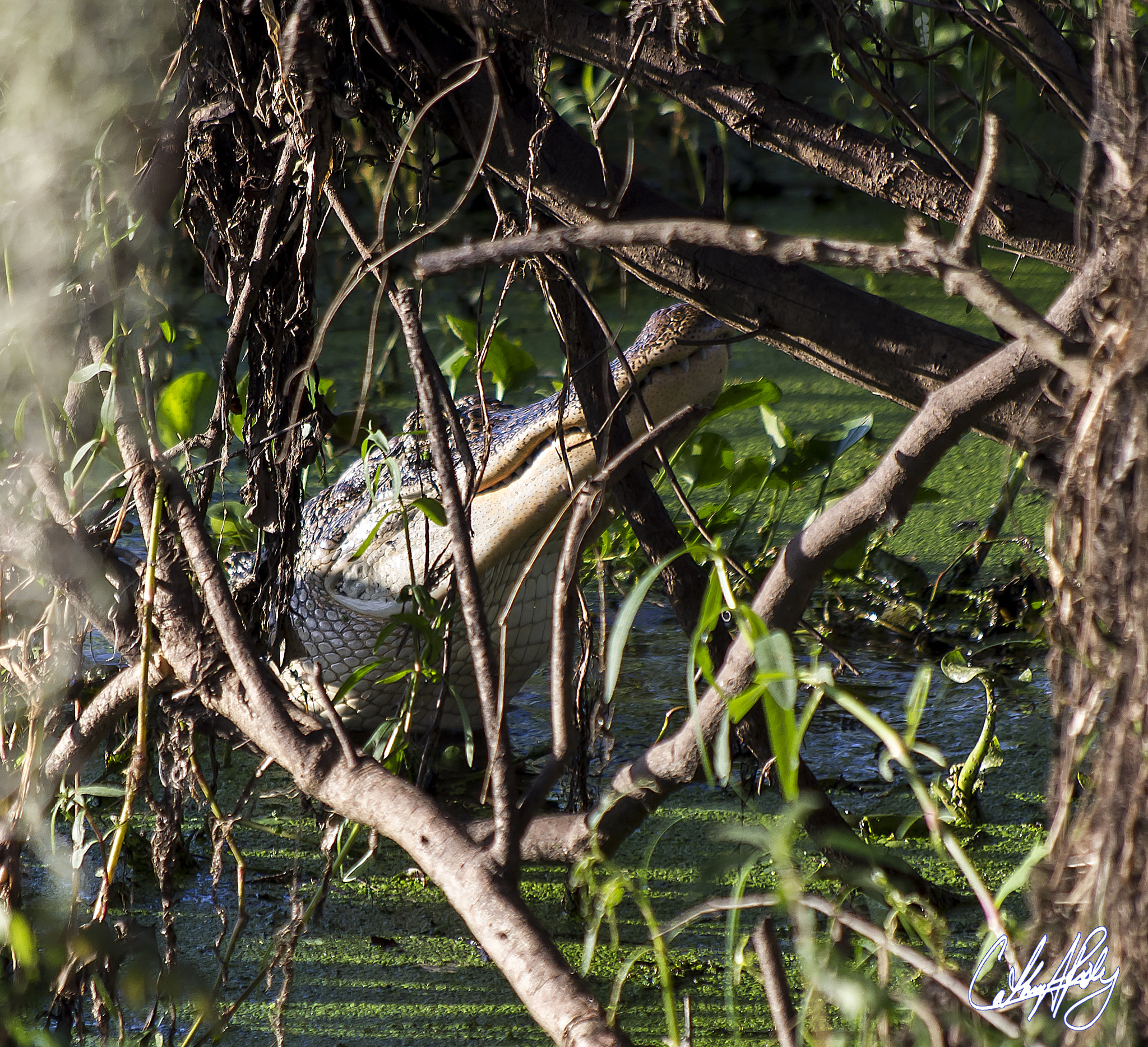 Pentax smc DA 50-200mm F4-5.6 ED WR sample photo. American alligator photography