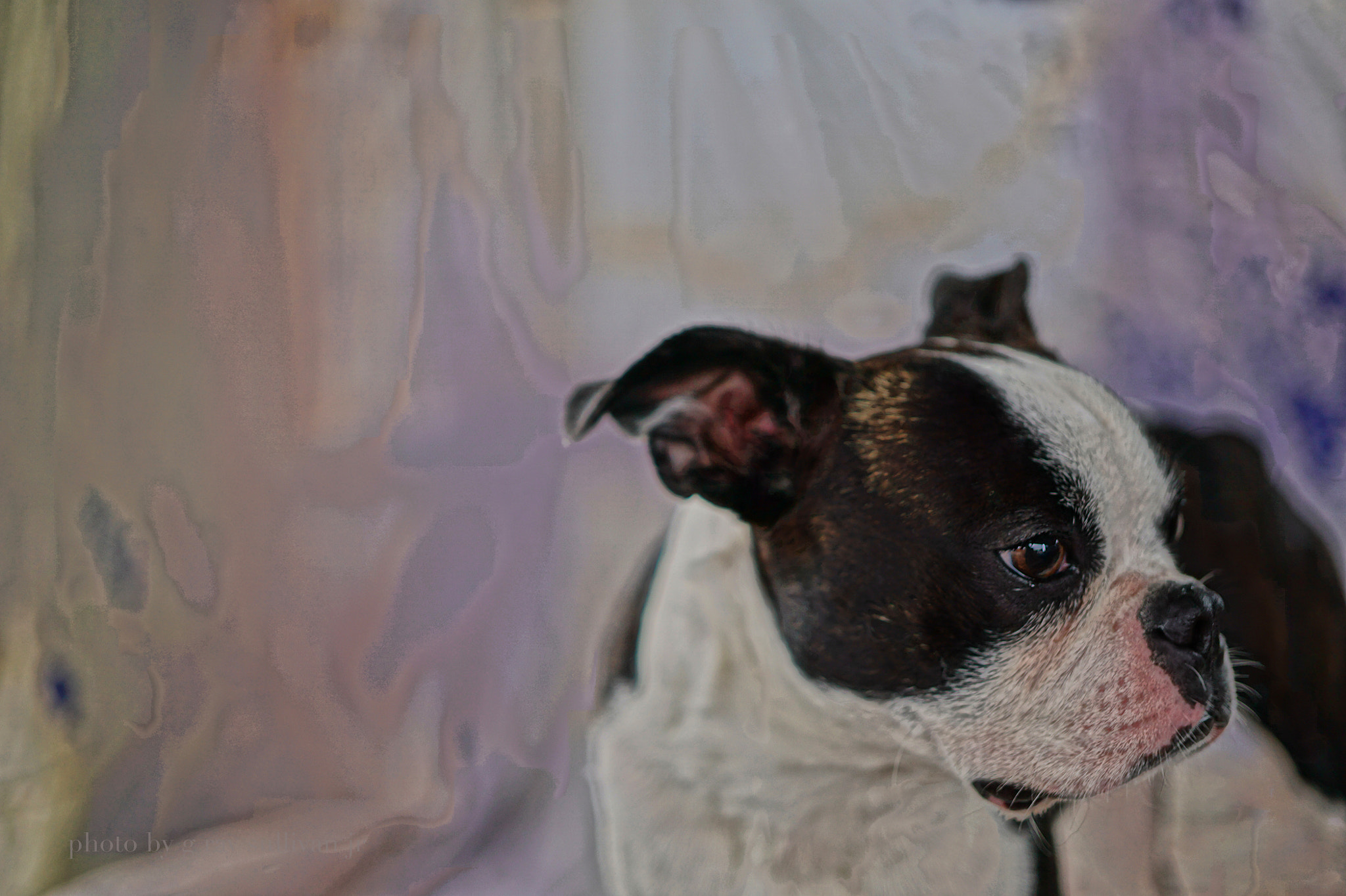 E 32mm F1.8 sample photo. Terrier photography
