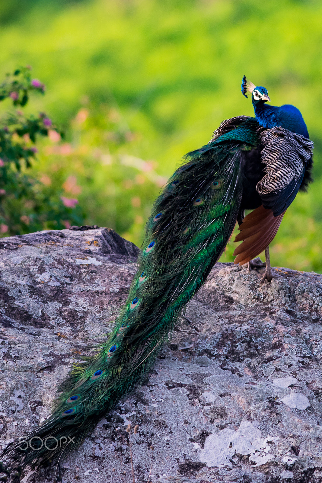 Nikon D3300 + Nikon AF-S Nikkor 300mm F4D ED-IF sample photo. Indian peacock photography