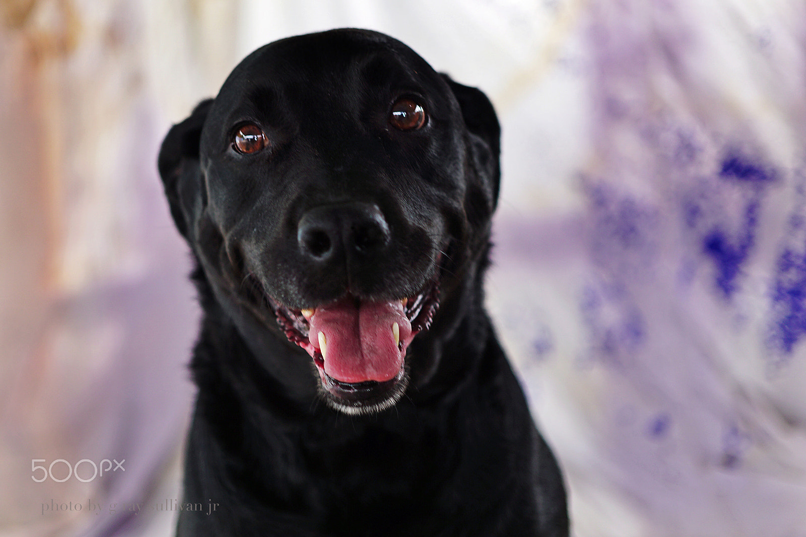 E 32mm F1.8 sample photo. Black dog photography