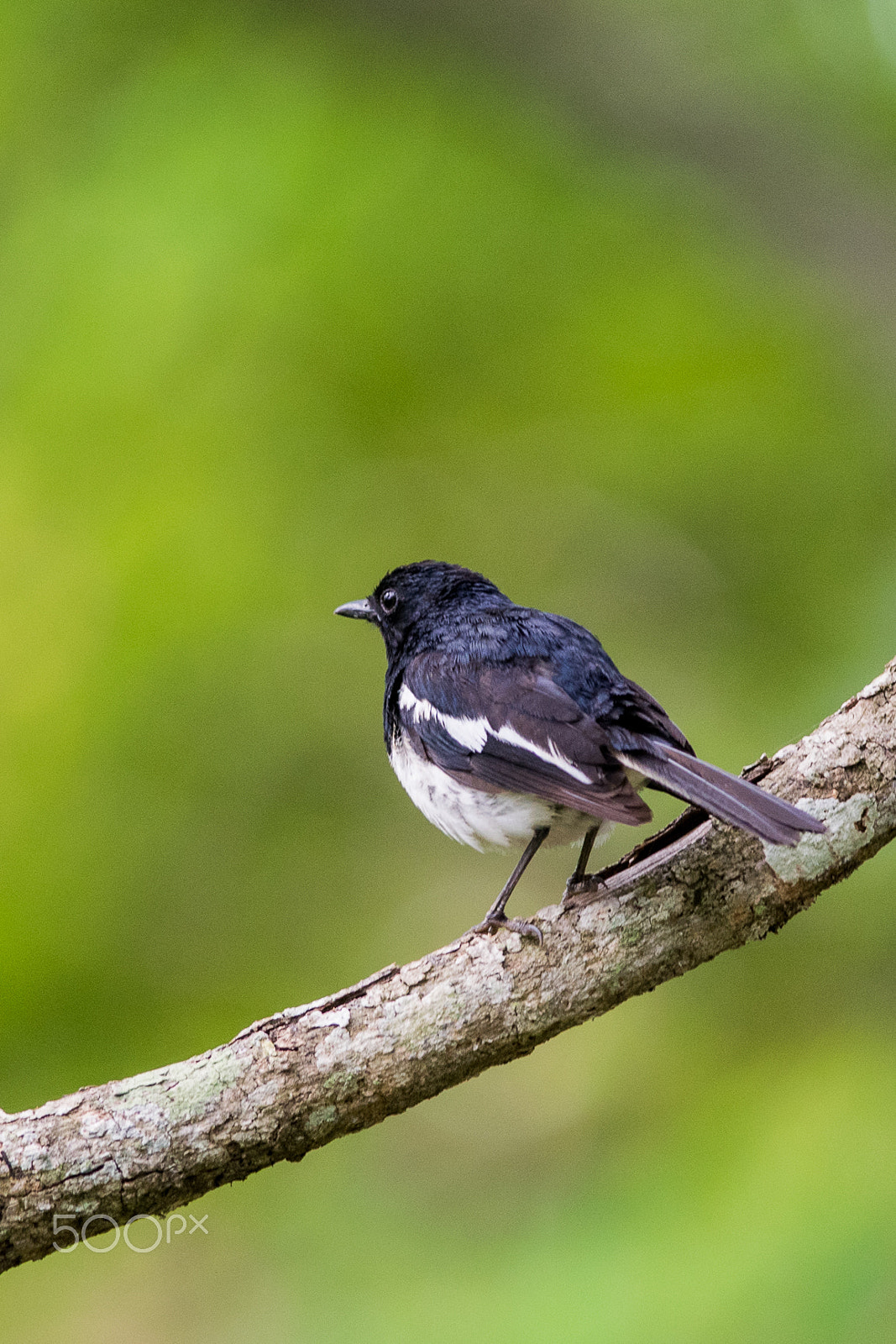 Nikon D3300 + Nikon AF-S Nikkor 300mm F4D ED-IF sample photo. Oriental magpie robin photography