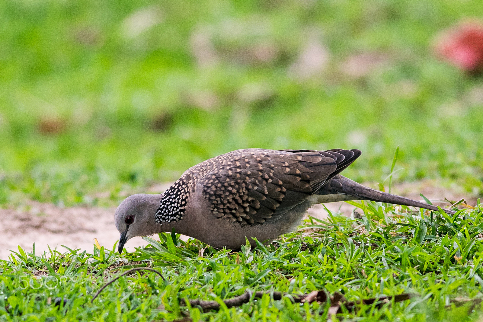 Nikon D3300 + Nikon AF-S Nikkor 300mm F4D ED-IF sample photo. Spotted dove photography