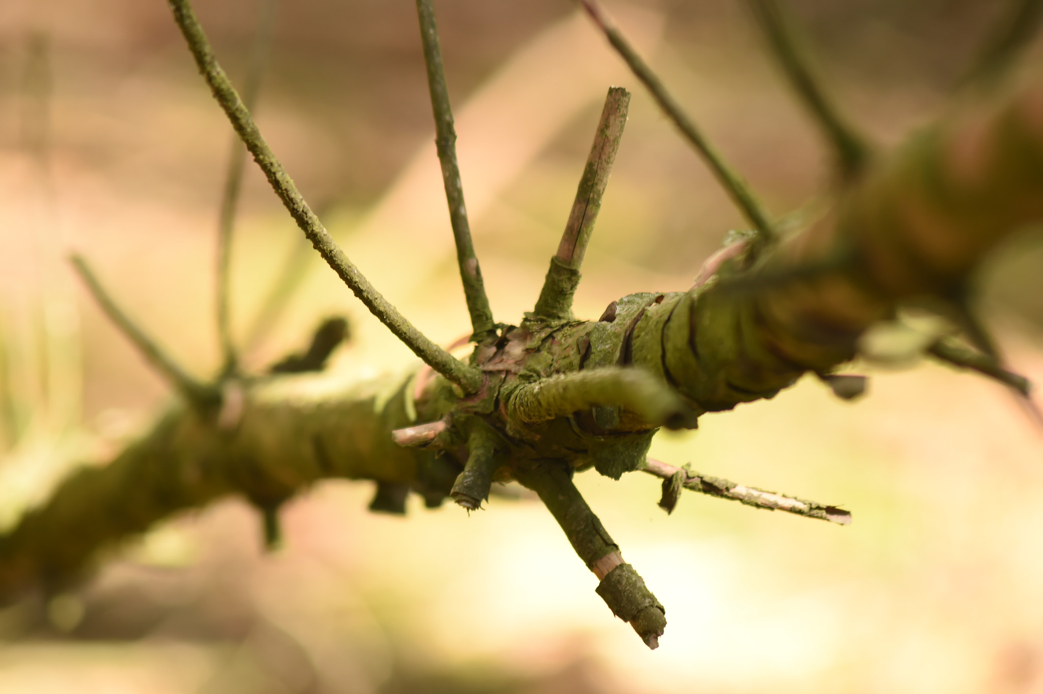AF Zoom-Nikkor 75-300mm f/4.5-5.6 sample photo. Tree photography