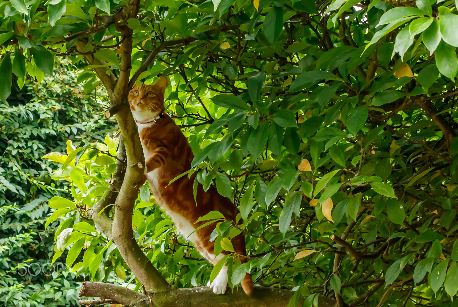 Canon EOS 750D (EOS Rebel T6i / EOS Kiss X8i) + Canon EF 40mm F2.8 STM sample photo. Croncky on tree photography