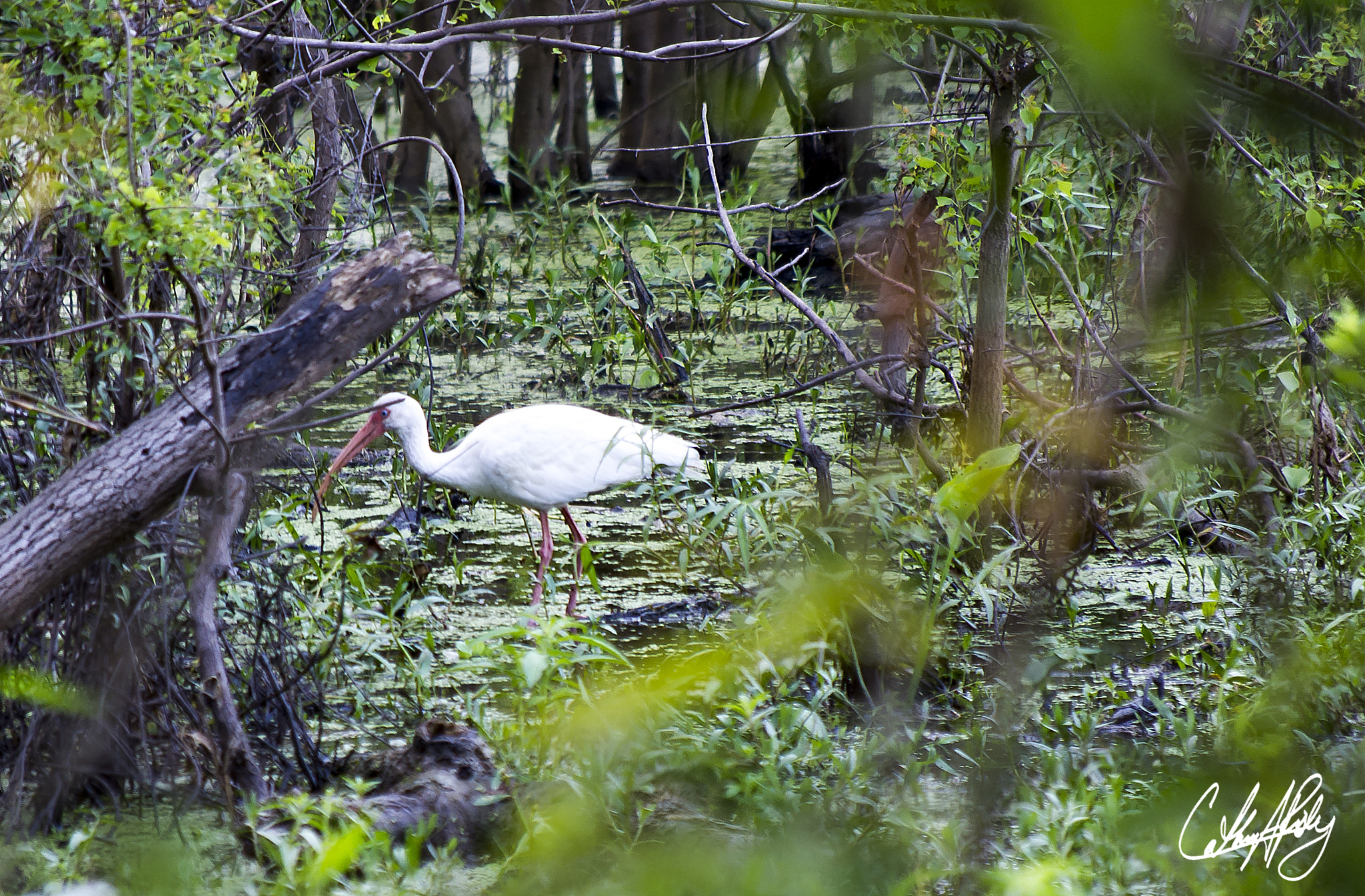 Pentax smc DA 50-200mm F4-5.6 ED WR sample photo. Great white ibis photography