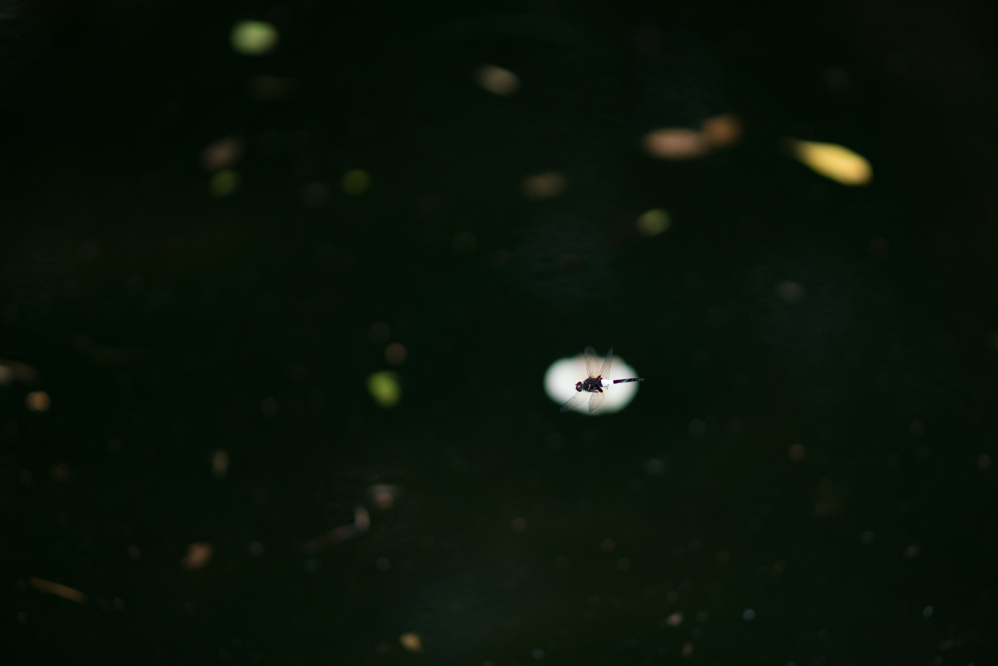 Sony Sonnar T* 135mm F1.8 ZA sample photo. Silent photography