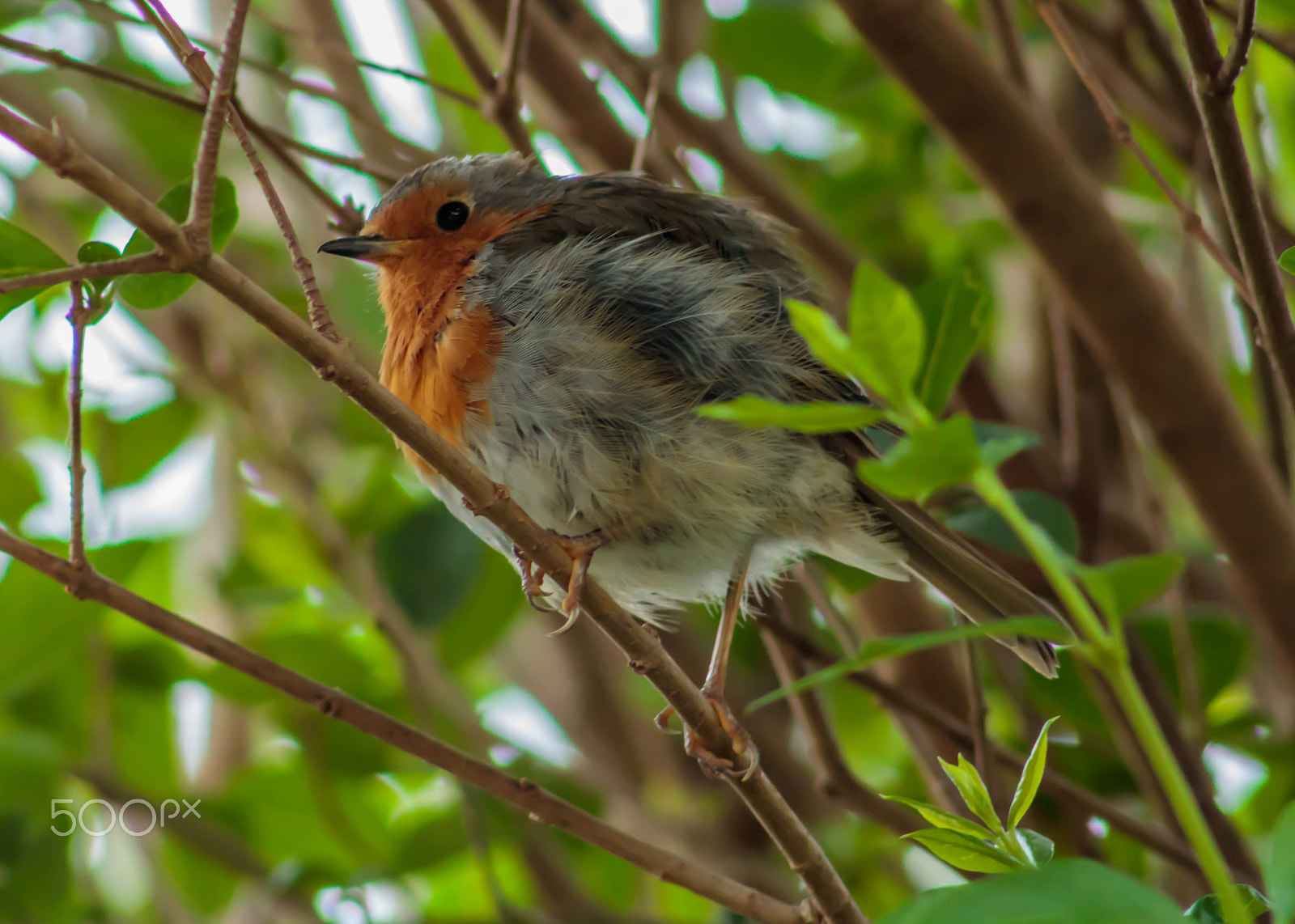 Canon EOS 750D (EOS Rebel T6i / EOS Kiss X8i) + EF75-300mm f/4-5.6 sample photo. Robin photography