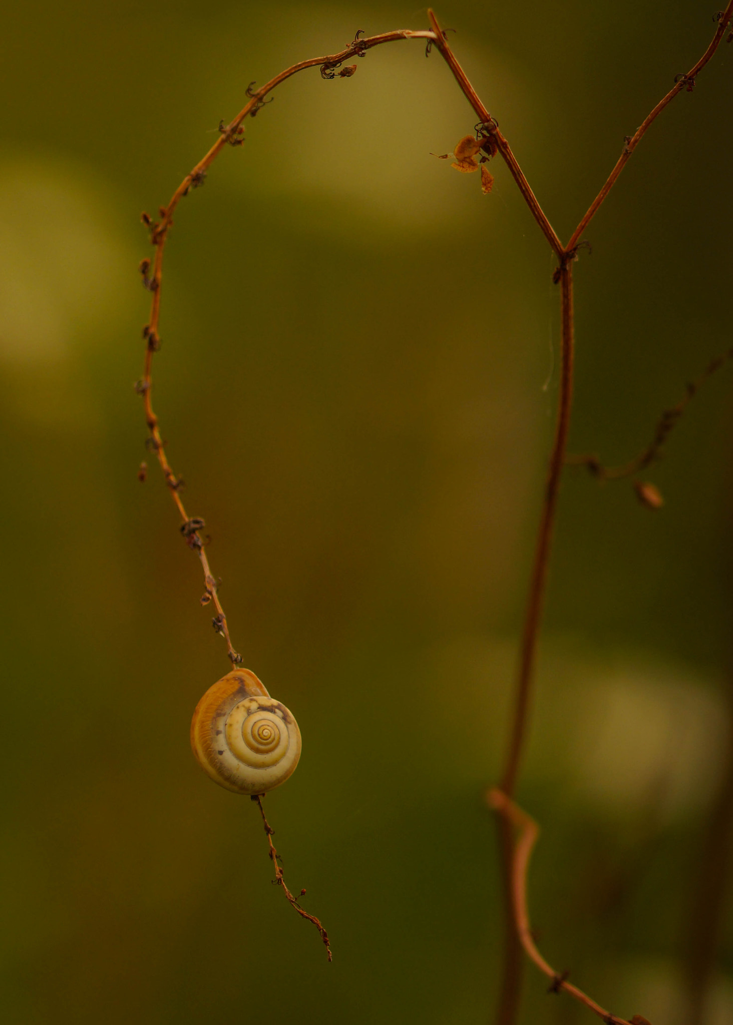 105mm F2.8 sample photo. Courbé photography